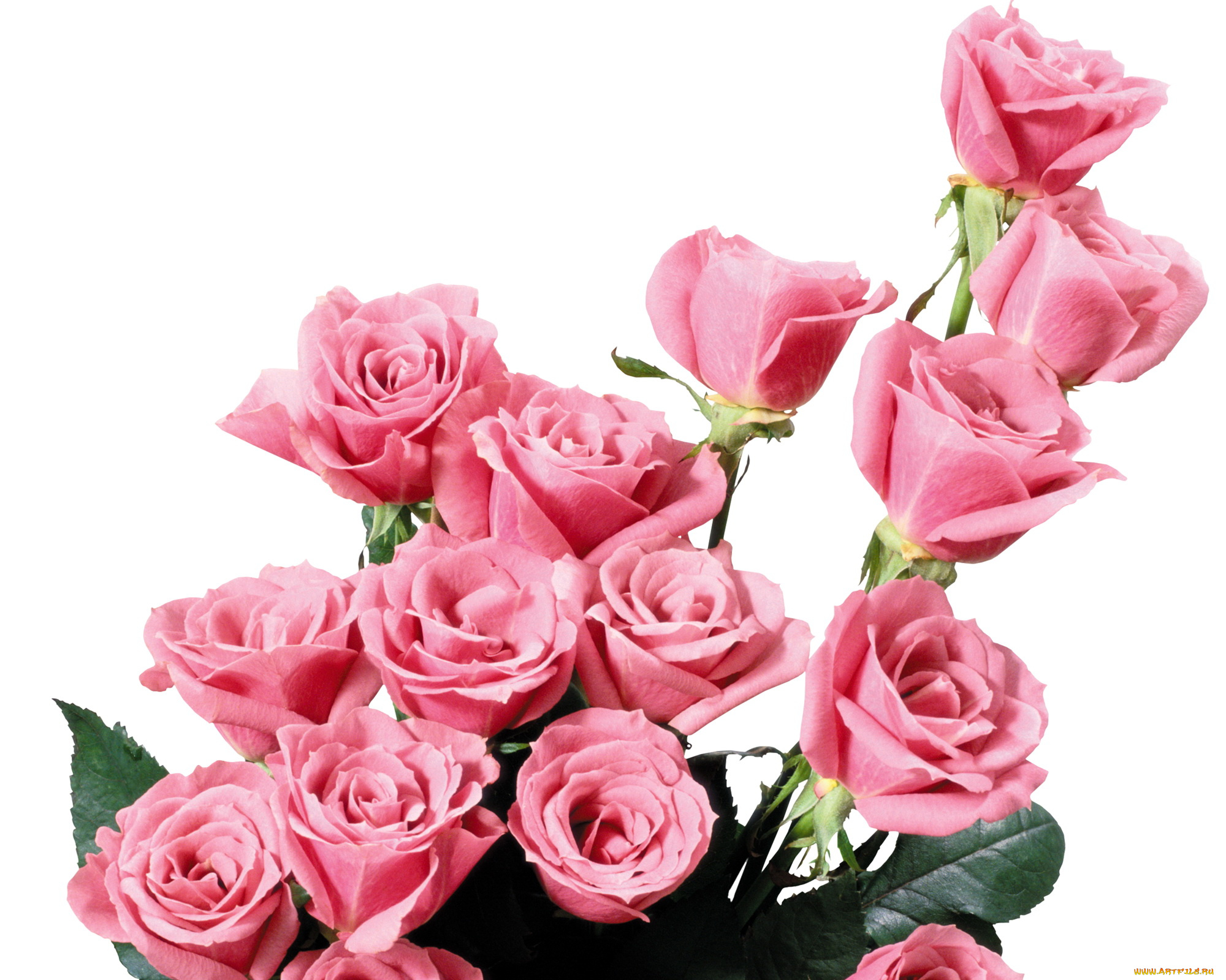 цветы, розы, розовые