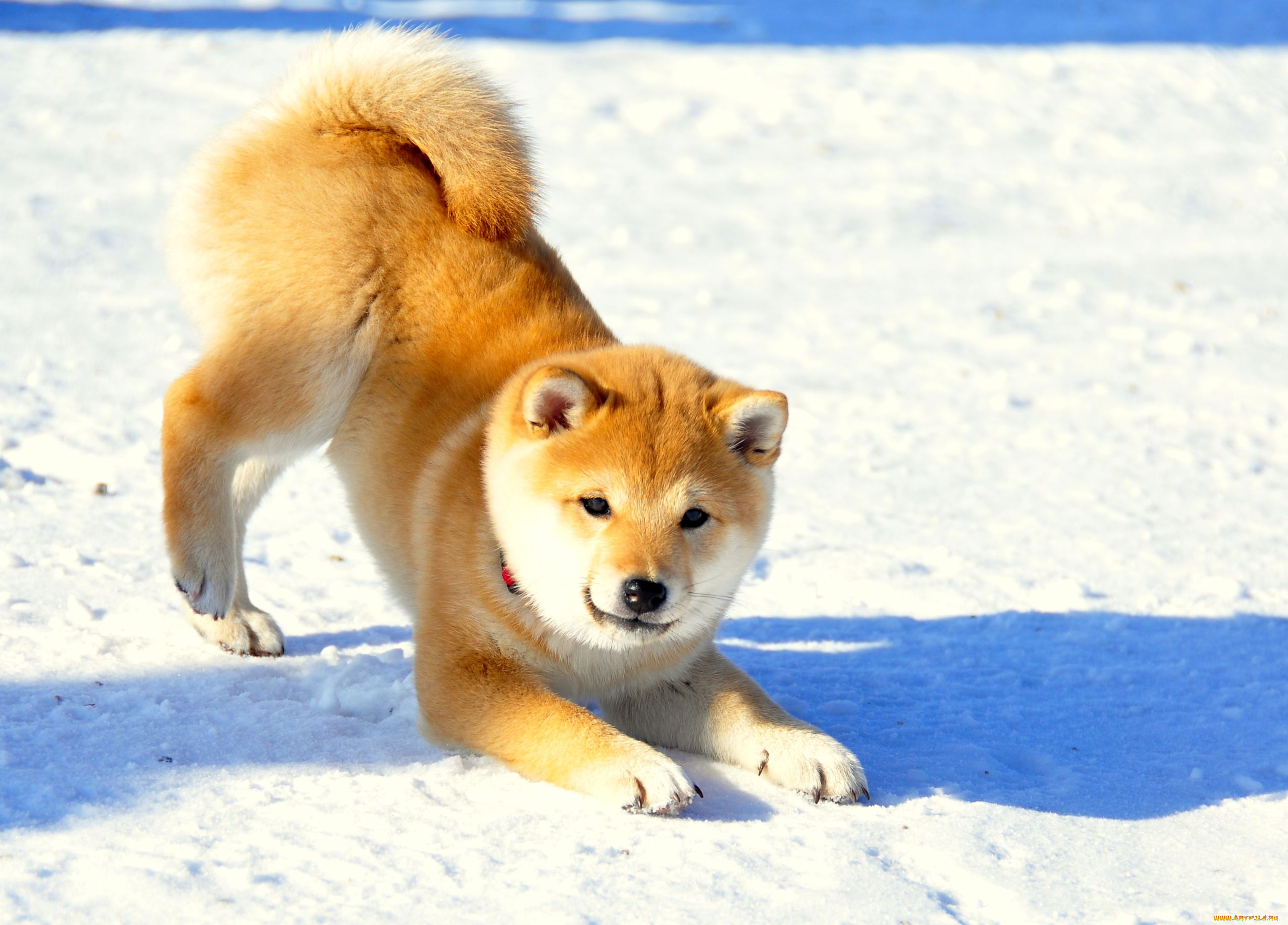 животные, собаки, шибу, ина, щенок, хвост