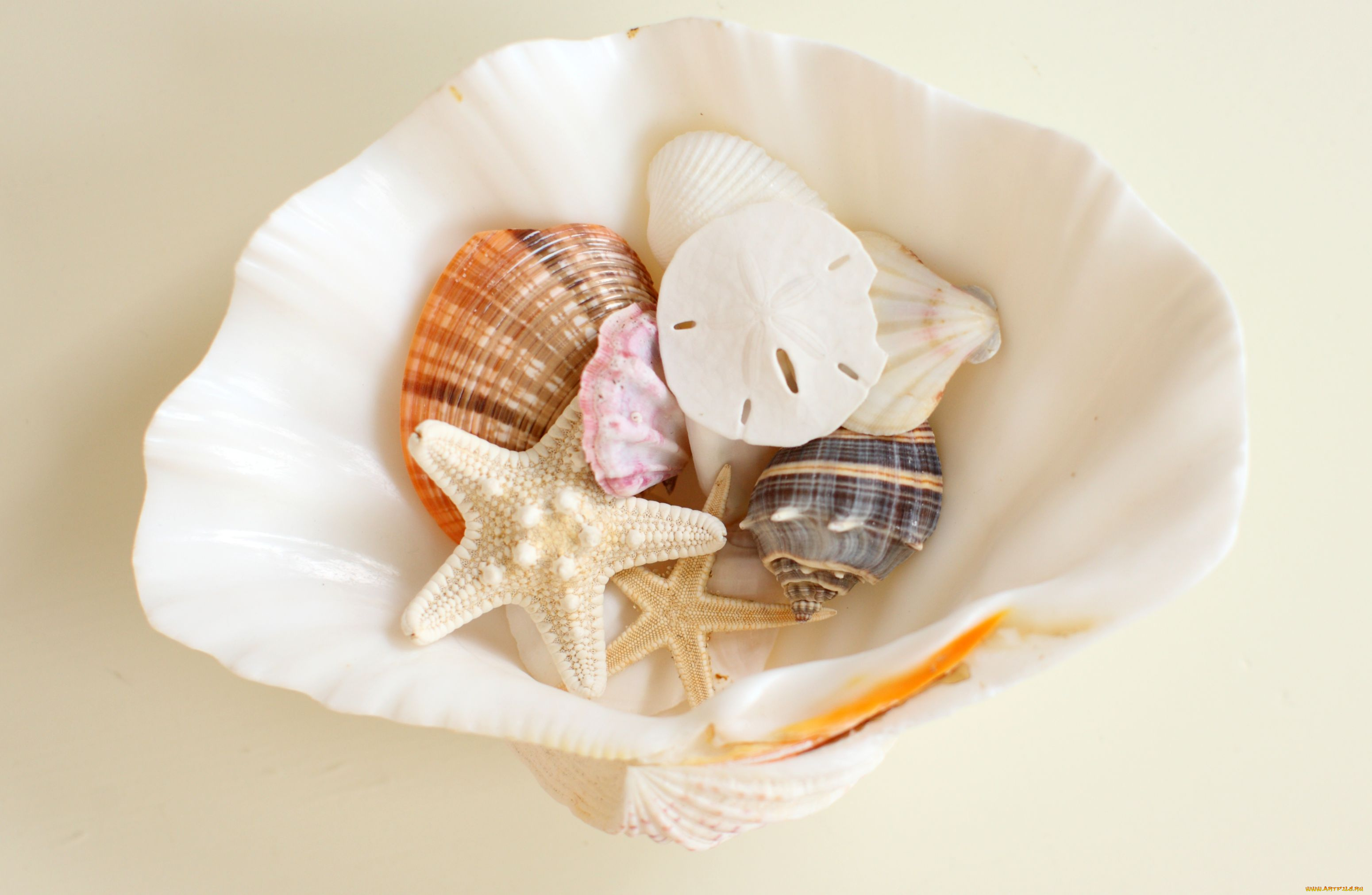 разное, ракушки, кораллы, декоративные, spa, камни, разные
