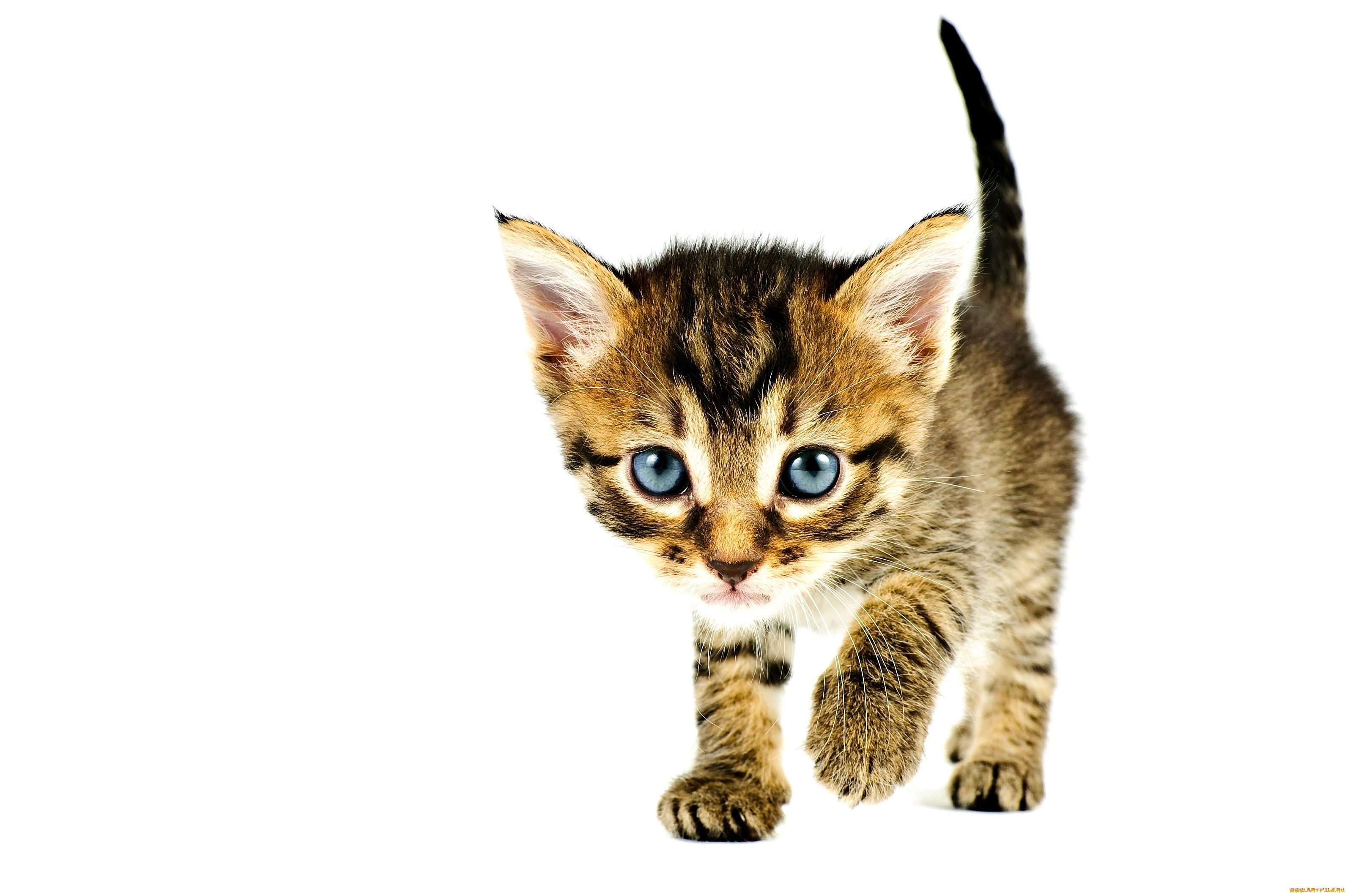 животные, коты, котенок, малыш