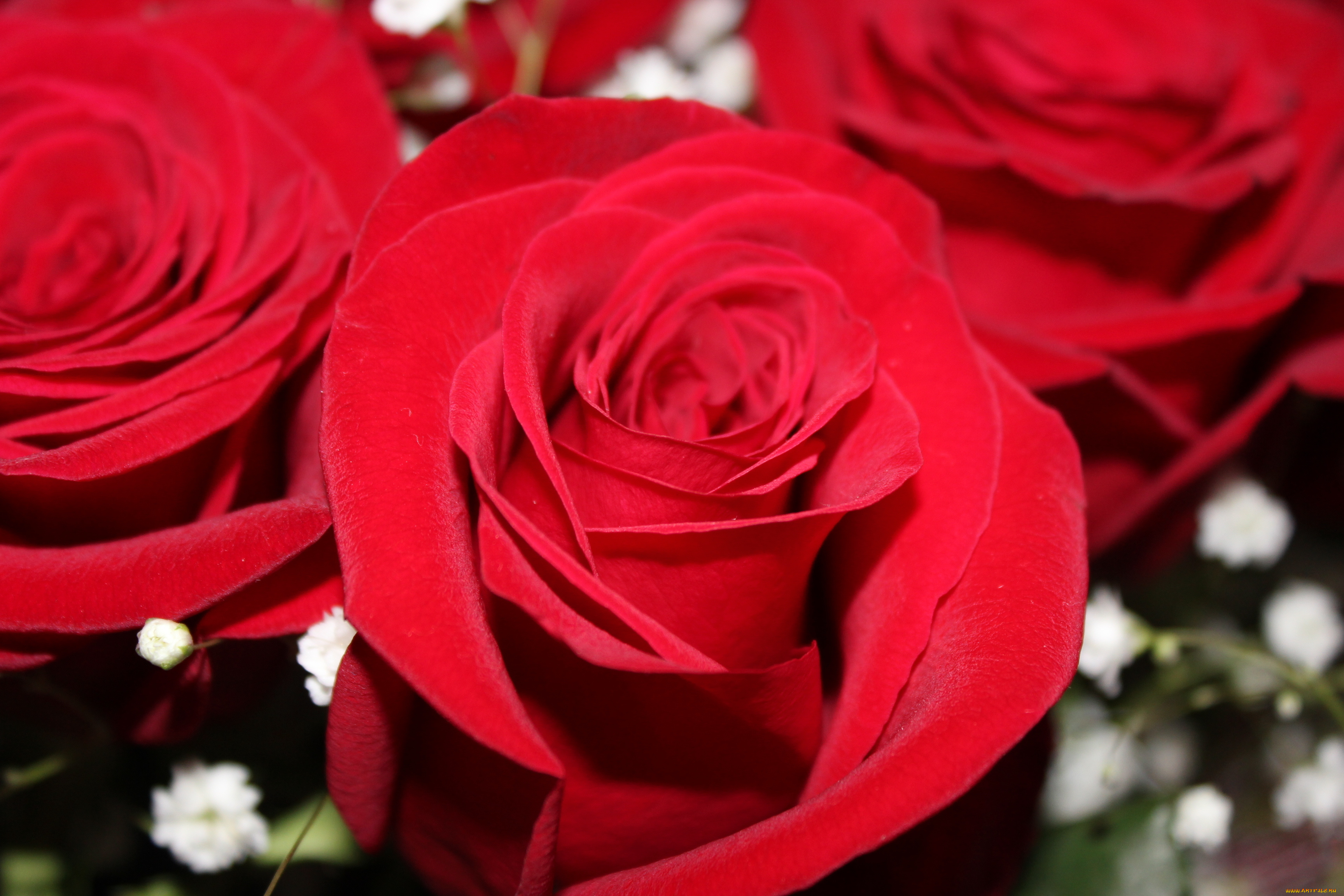 цветы, розы, роза, красная