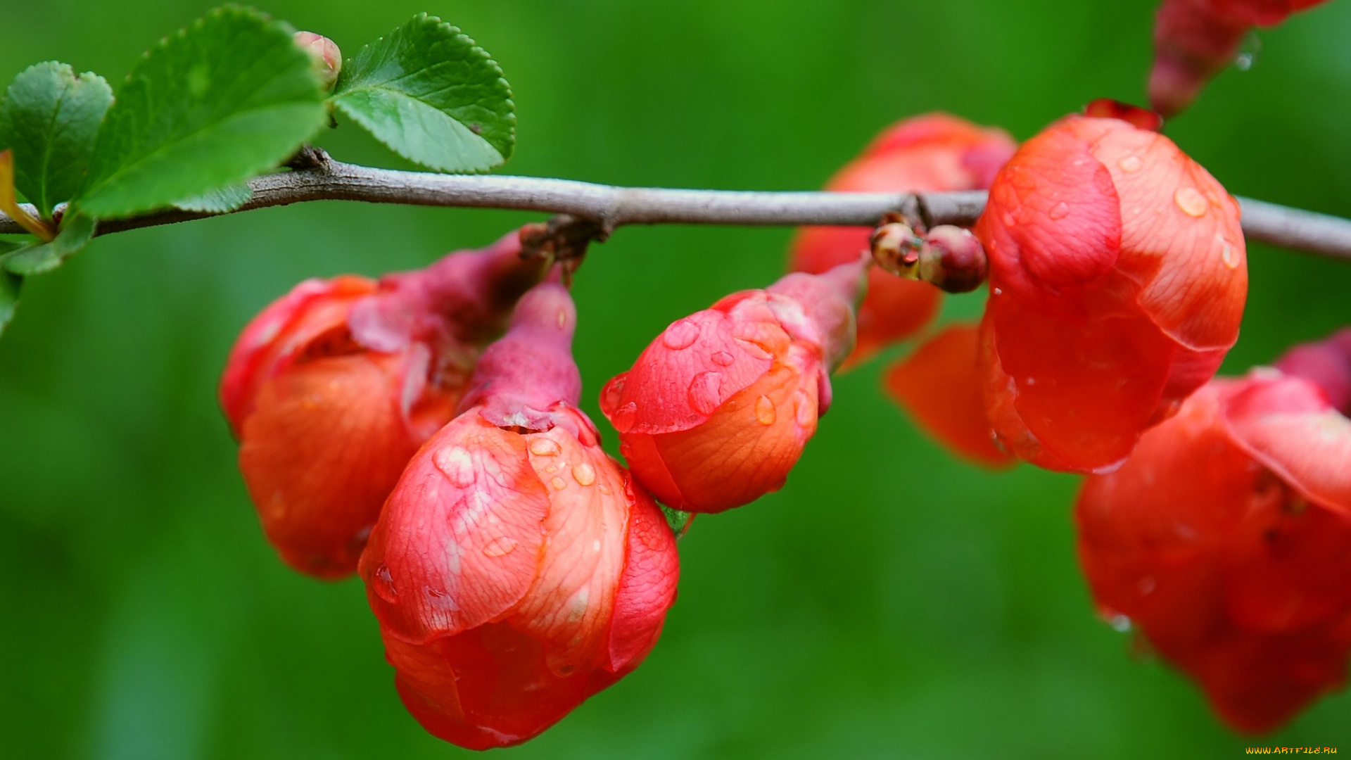 цветы, айва, ветка, листья