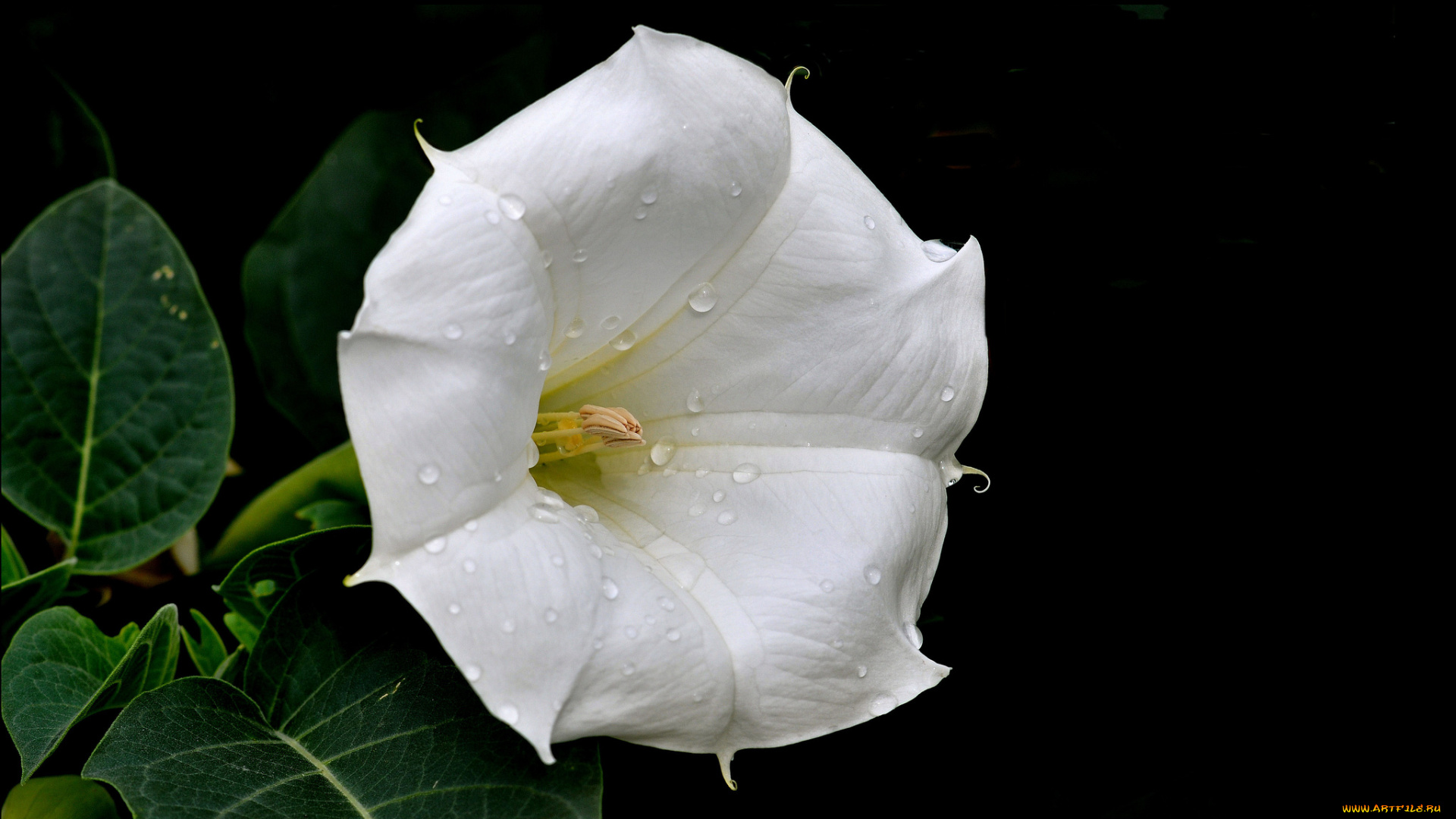 цветы, бругмансия, дурман, трубы, ангела, капли, белый