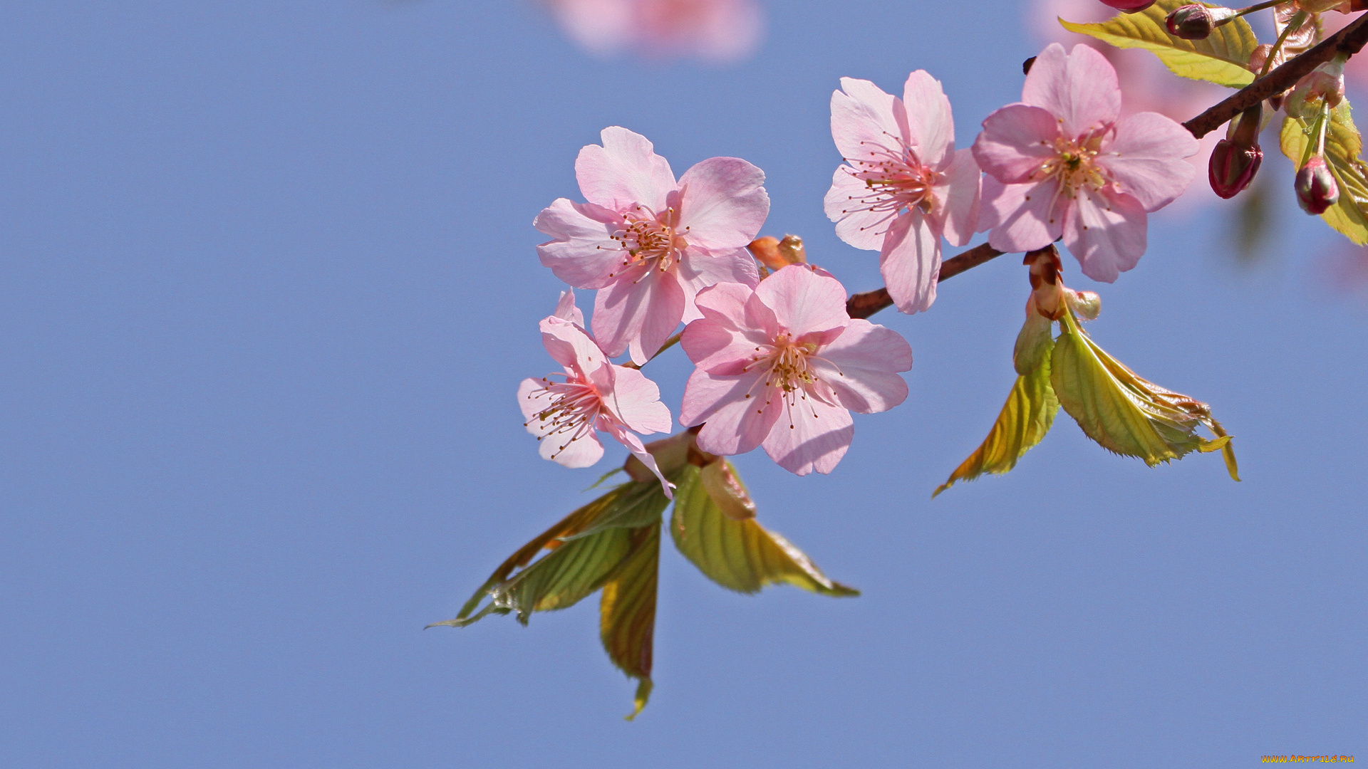 цветы, цветущие, деревья, кустарники, ветка, лепестки