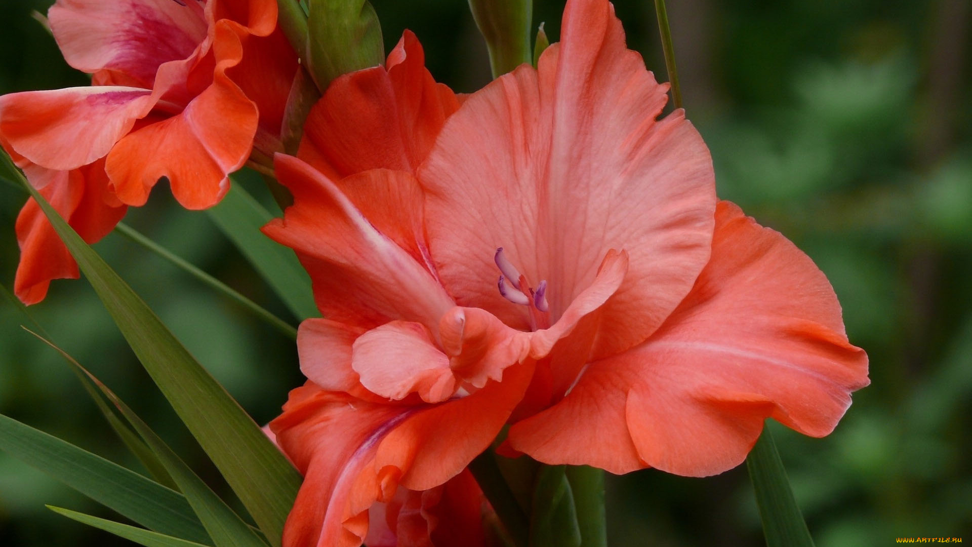 цветы, гладиолусы, лепестки