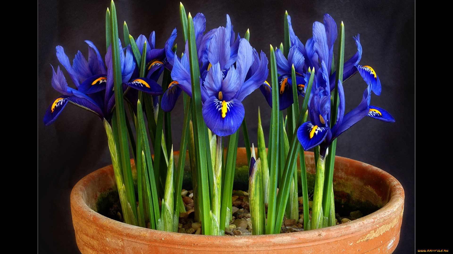 цветы, ирисы, синий