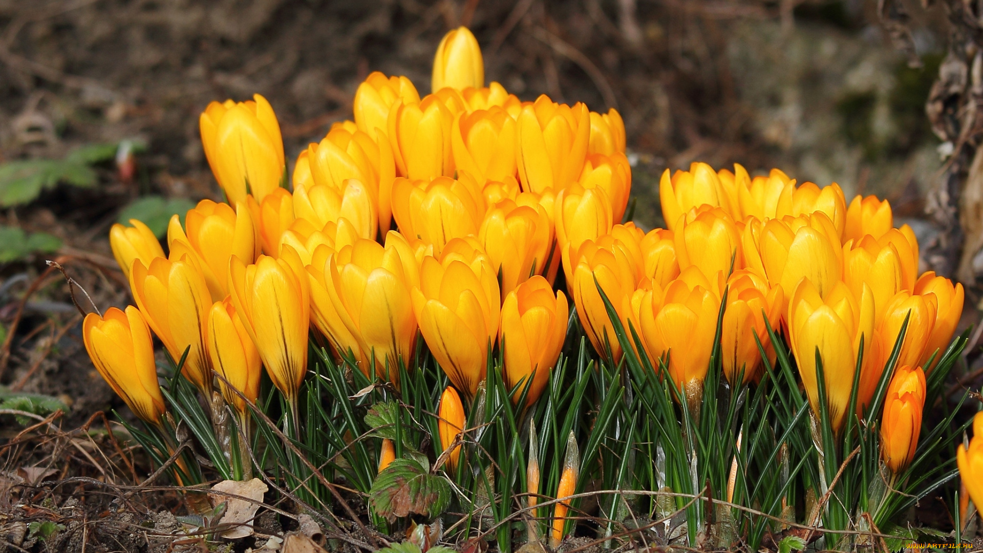 цветы, крокусы, весна, желтый