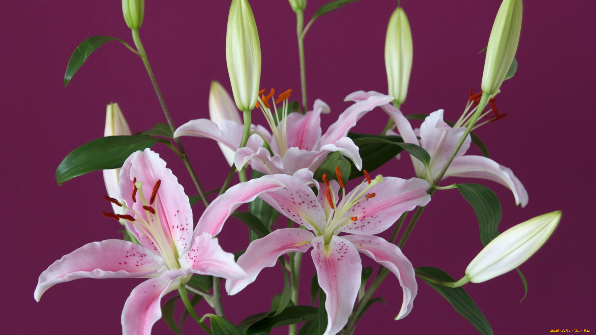 цветы, лилии, лилейники, розовый, бутоны
