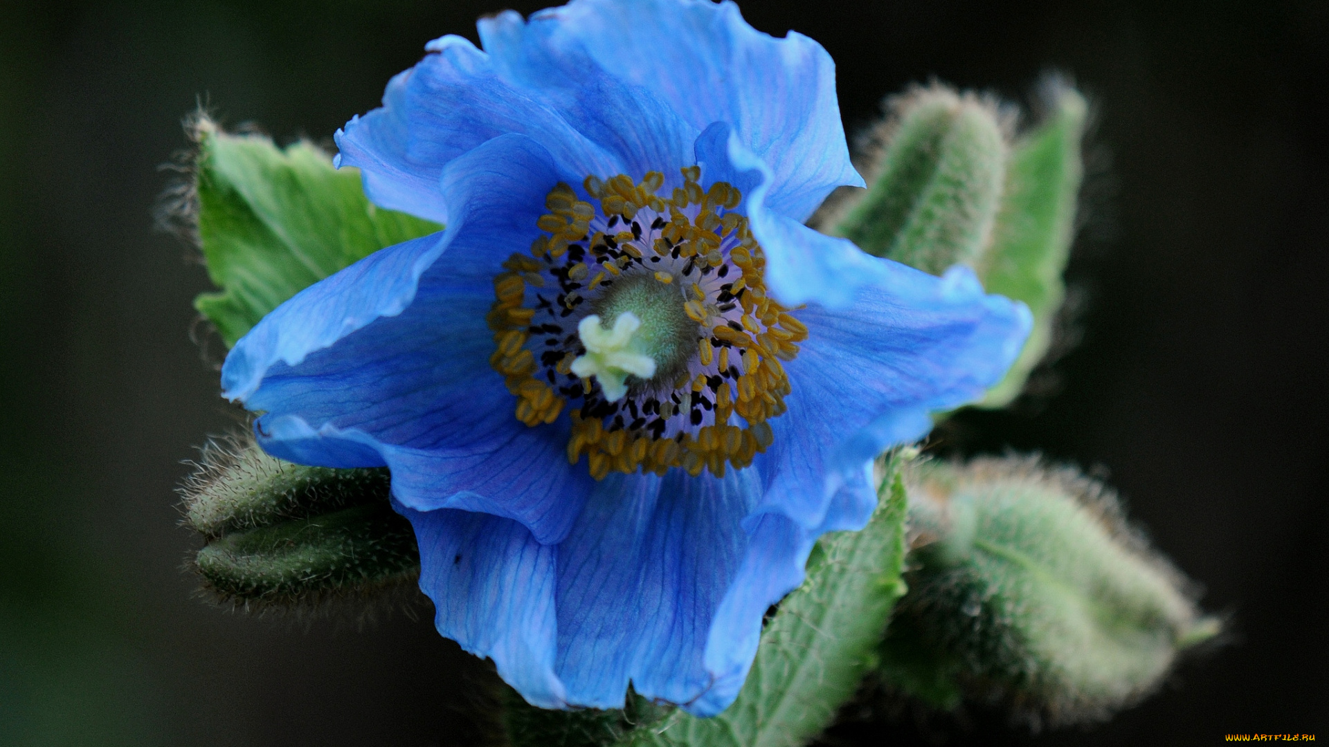 цветы, маки, голубой