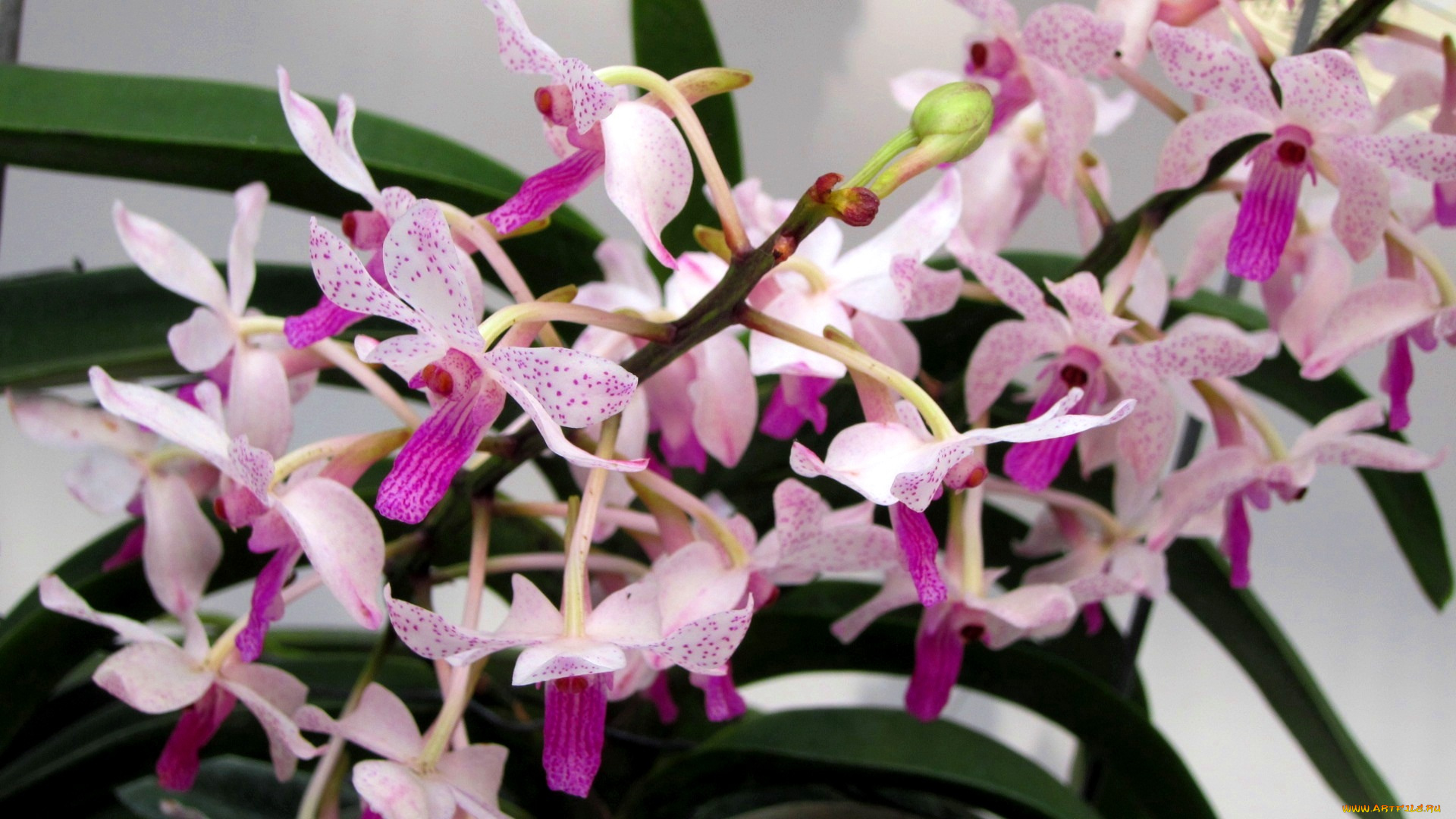 цветы, орхидеи, экзотика