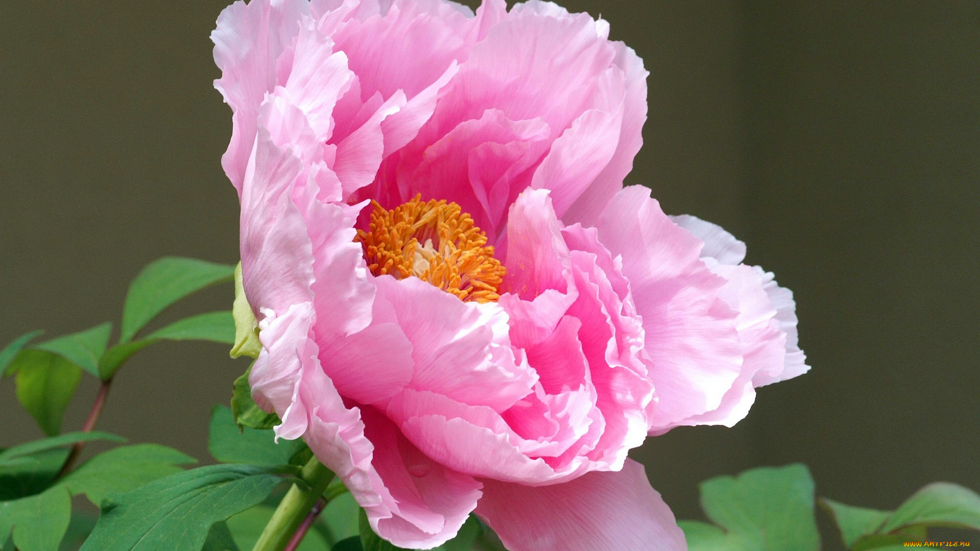 цветы, пионы, розовый, лепестки