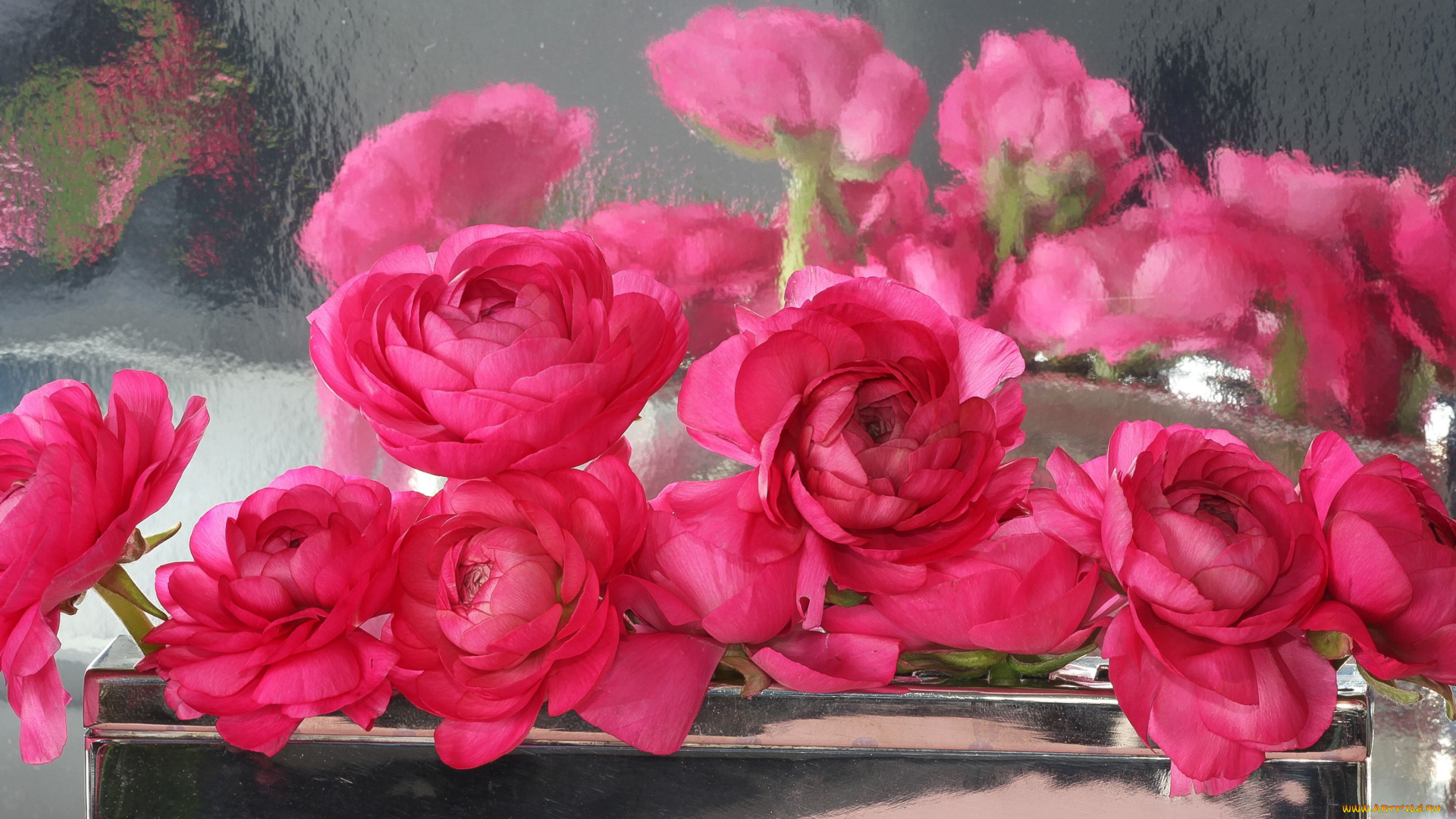 цветы, ранункулюс, азиатский, лютик, отражение