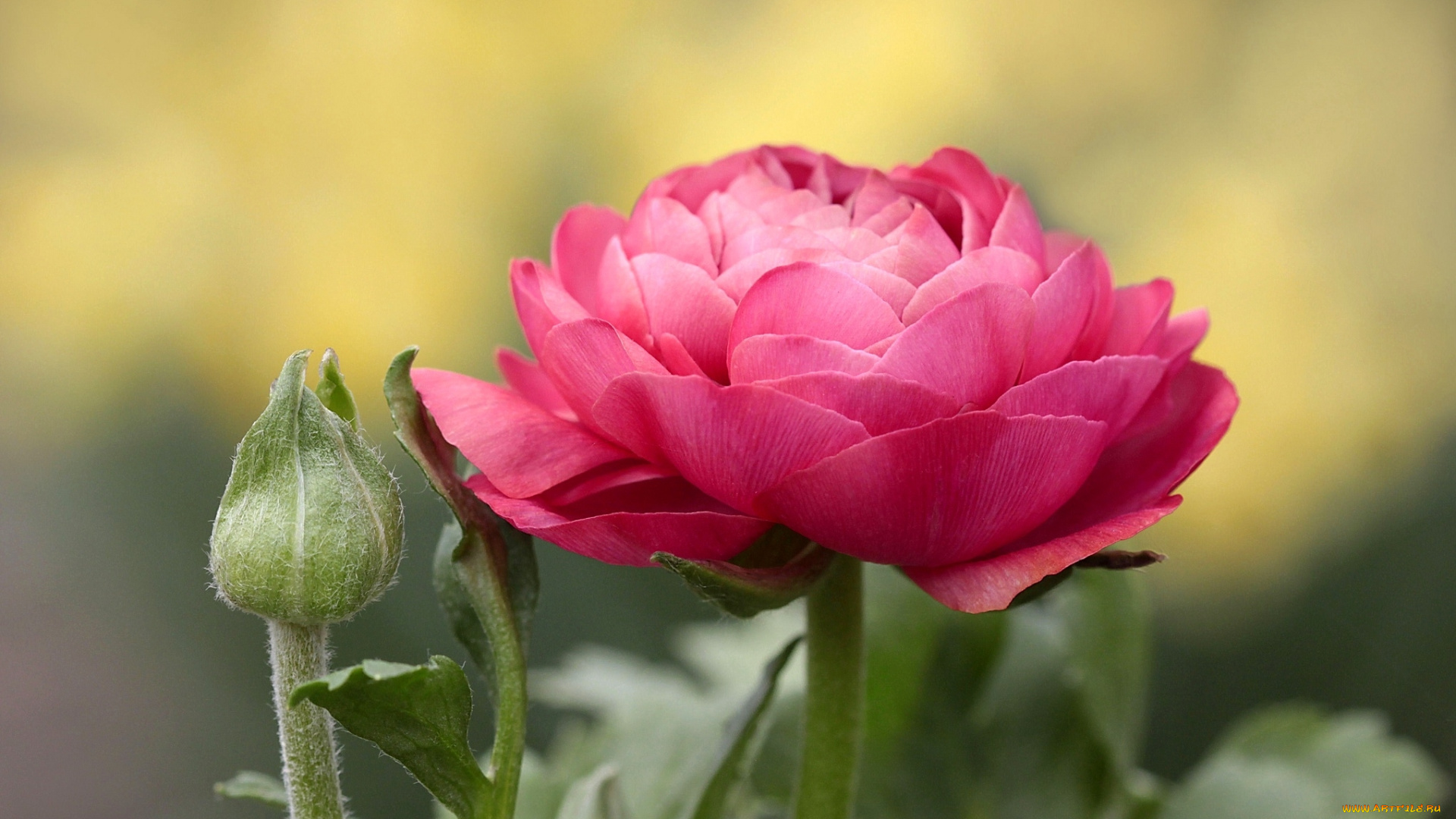 цветы, ранункулюс, азиатский, лютик, розовый