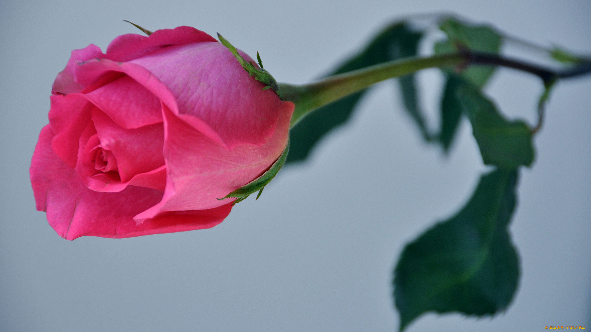 цветы, розы, бутон, розовый