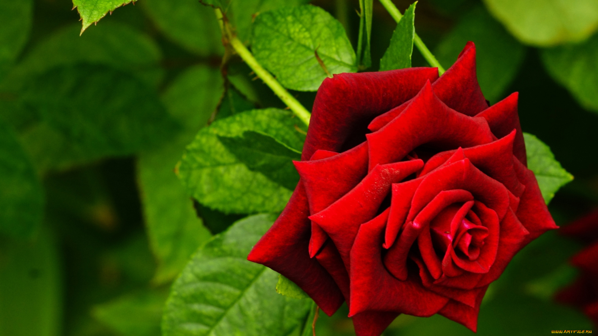 цветы, розы, красный