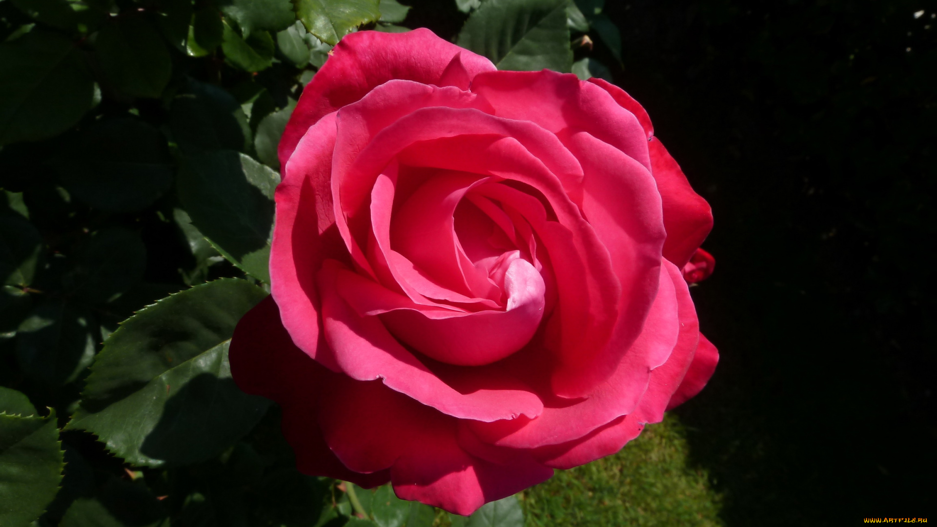 цветы, розы, роза