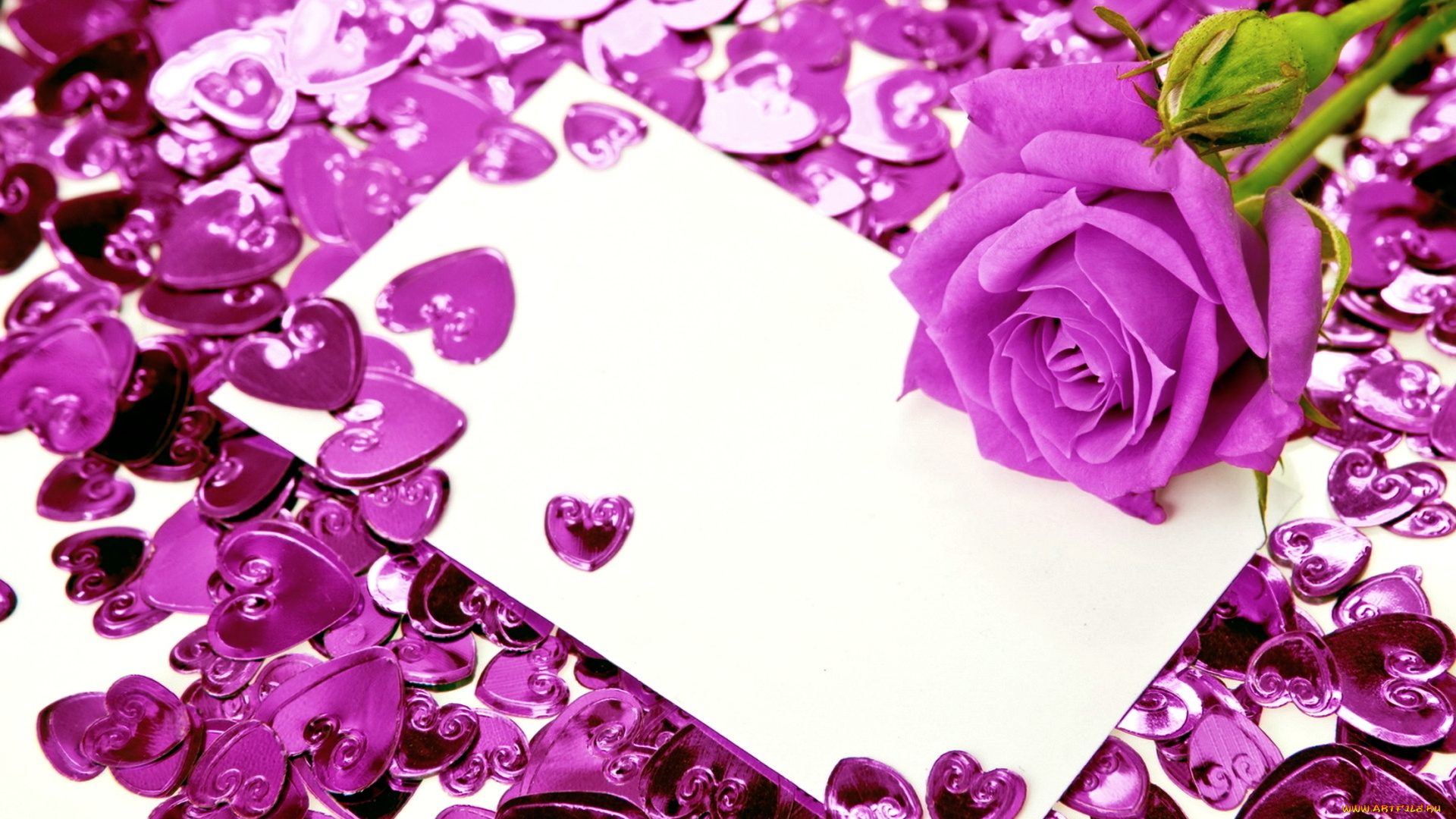 цветы, розы, роза, сиреневый, сердечки, бумага