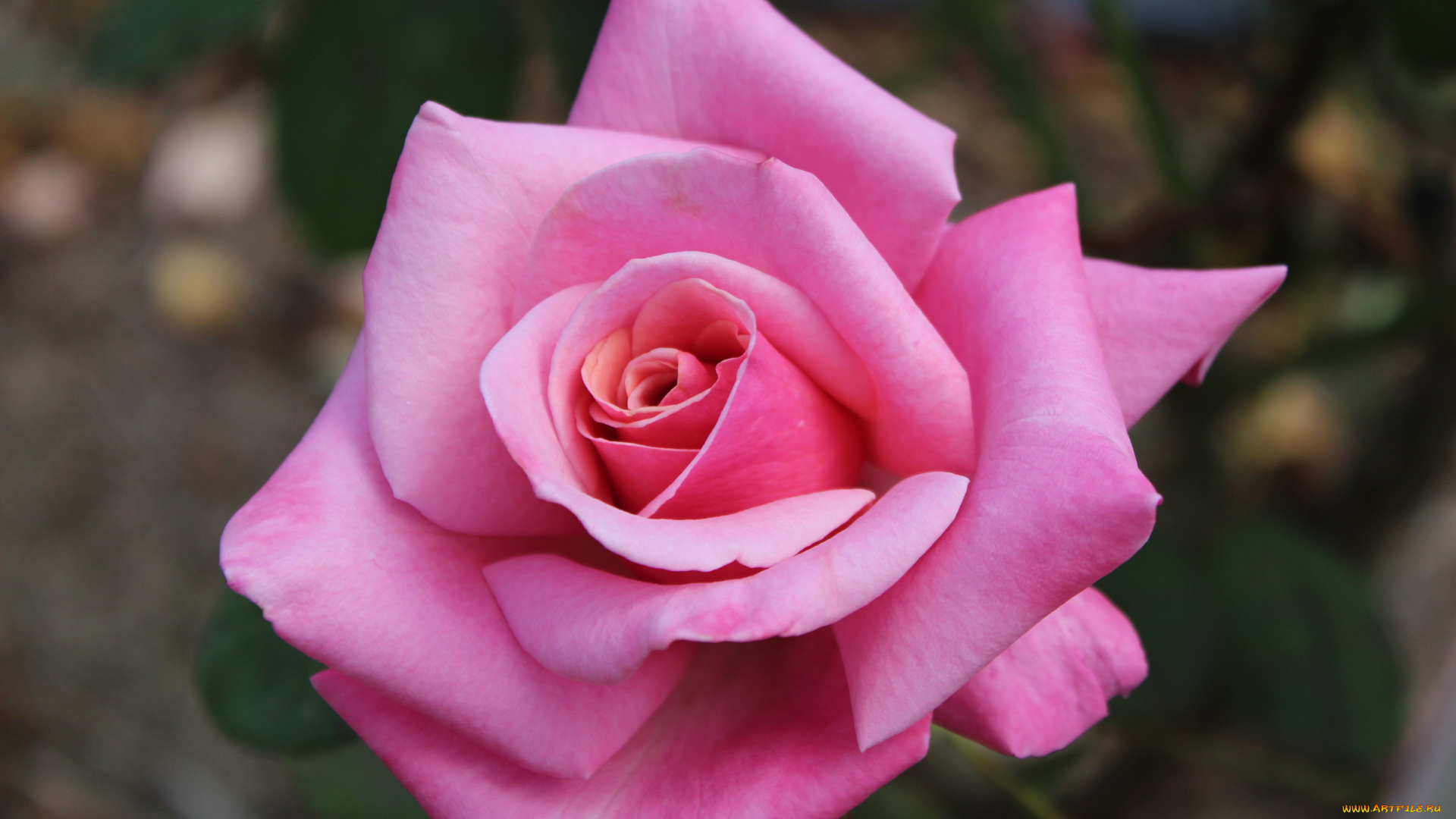 цветы, розы, розовый