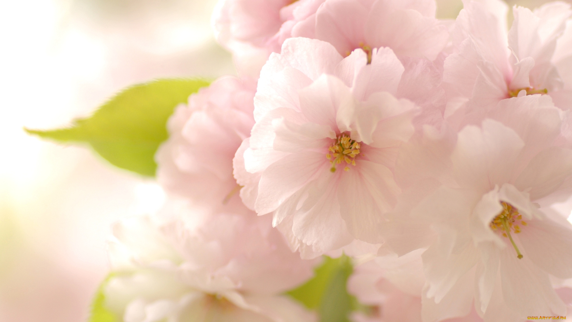 цветы, сакура, вишня, розовый, весна