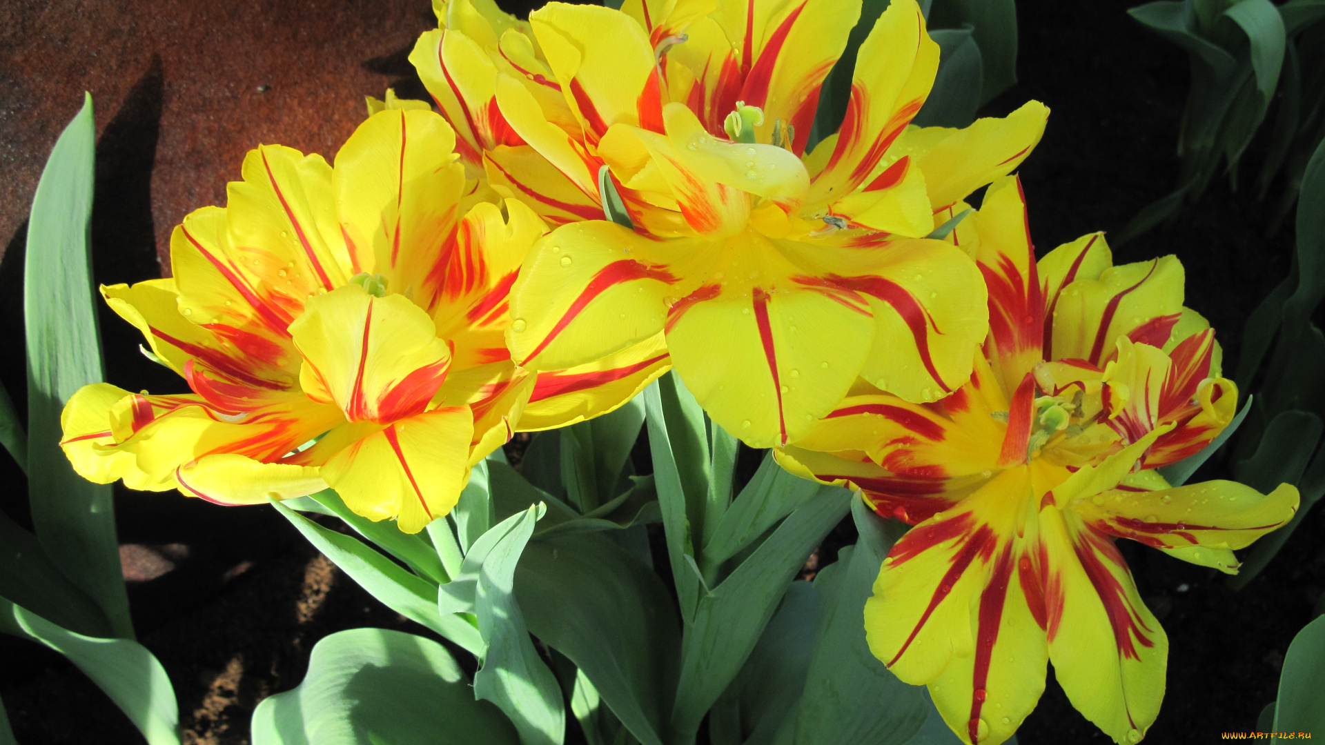 цветы, тюльпаны, лепестки