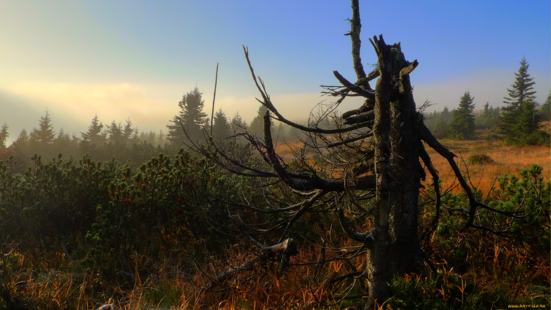 krkono&, 353, national, park, czech, republic, природа, деревья, парк