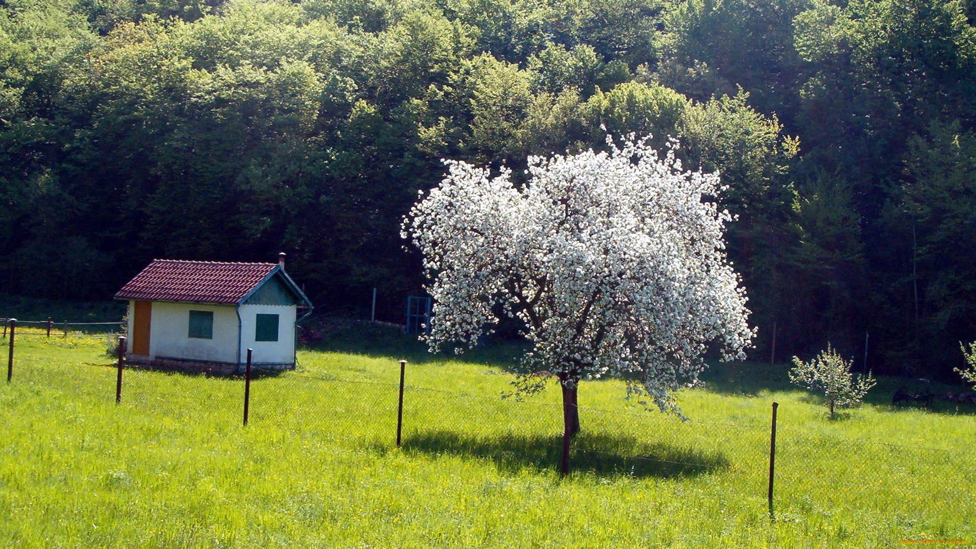 природа, деревья, весна, домик, дерево