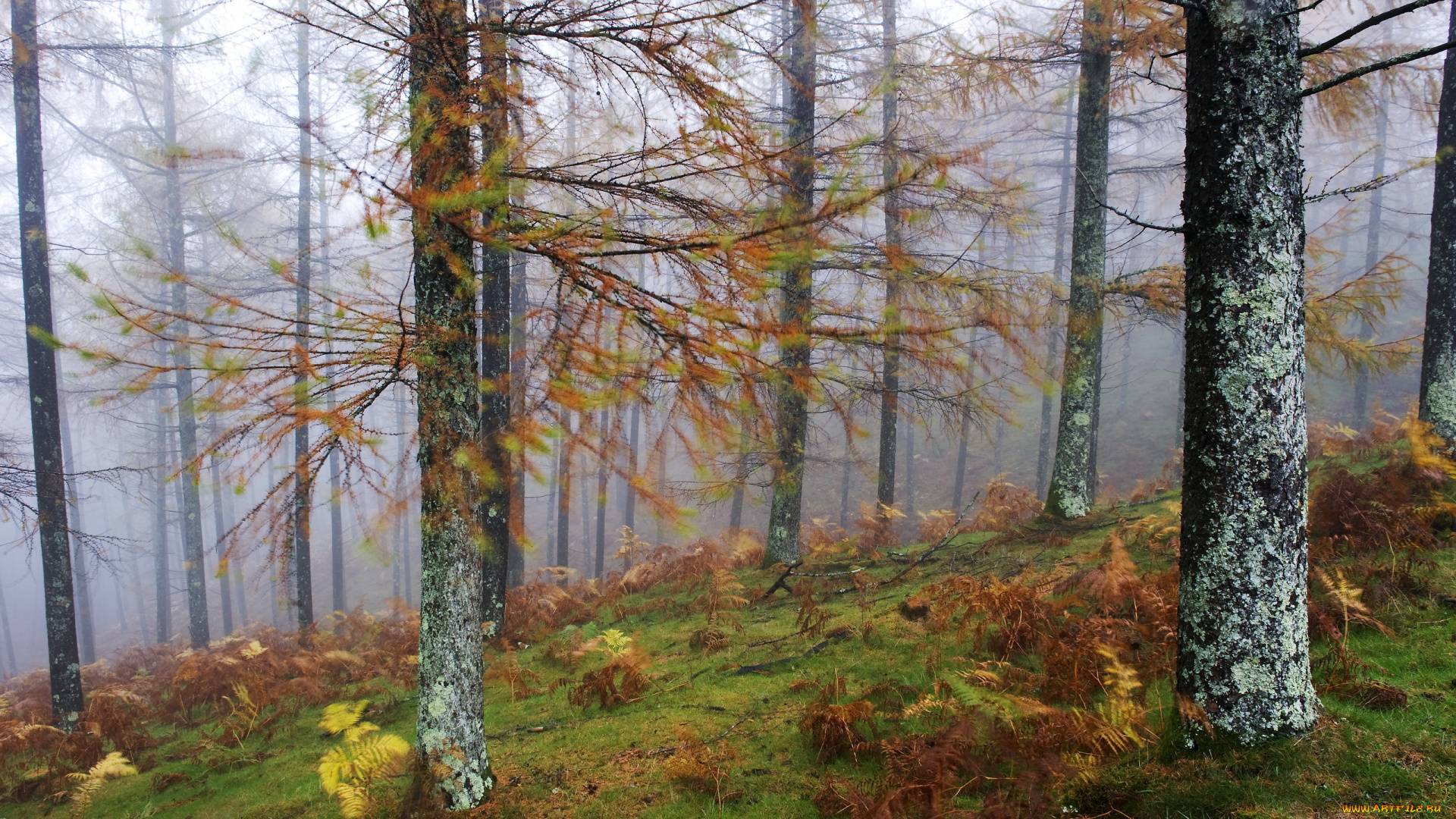природа, лес, деревья, туман