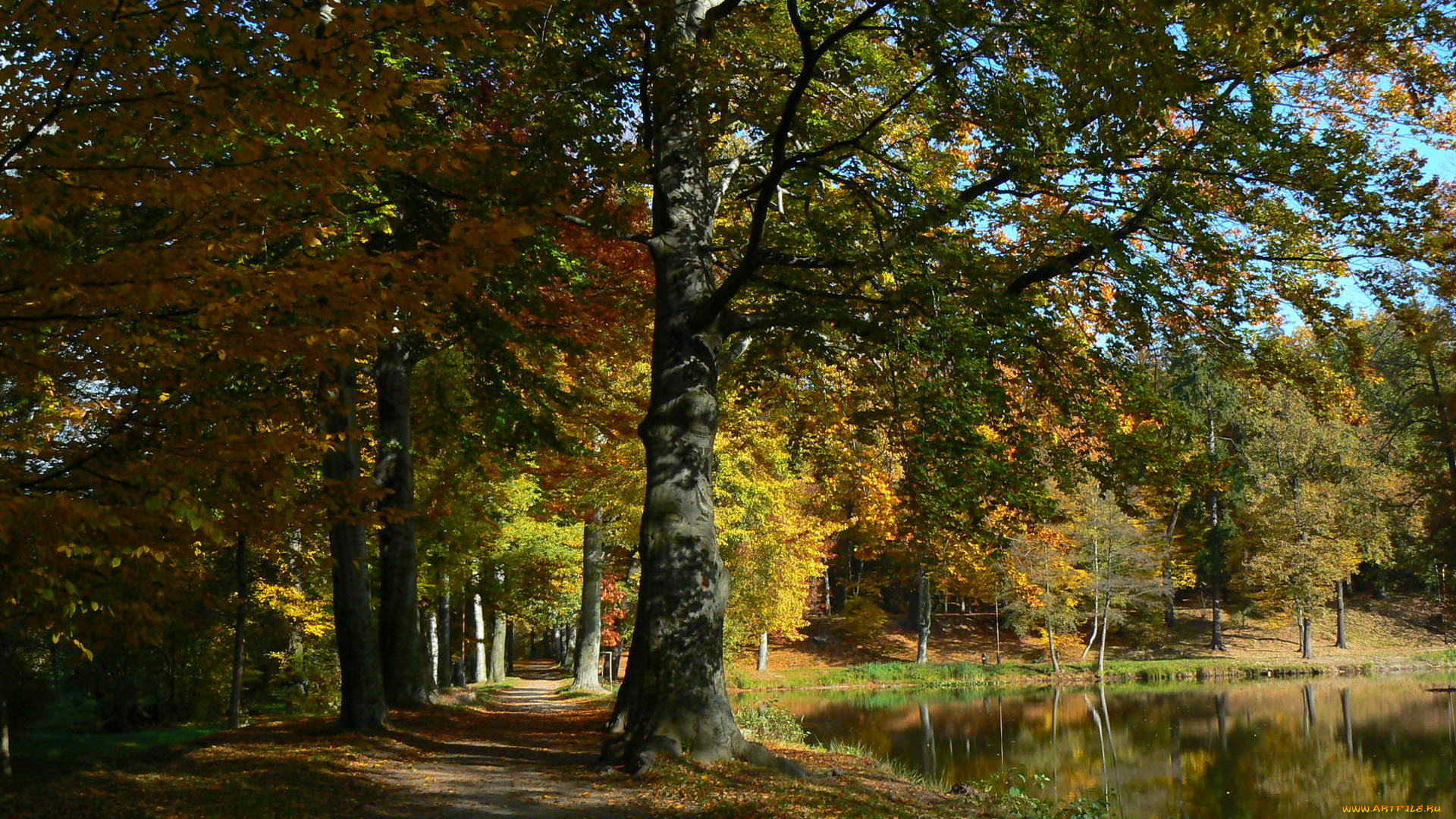 природа, парк, осень, деревья, водоем, аллея