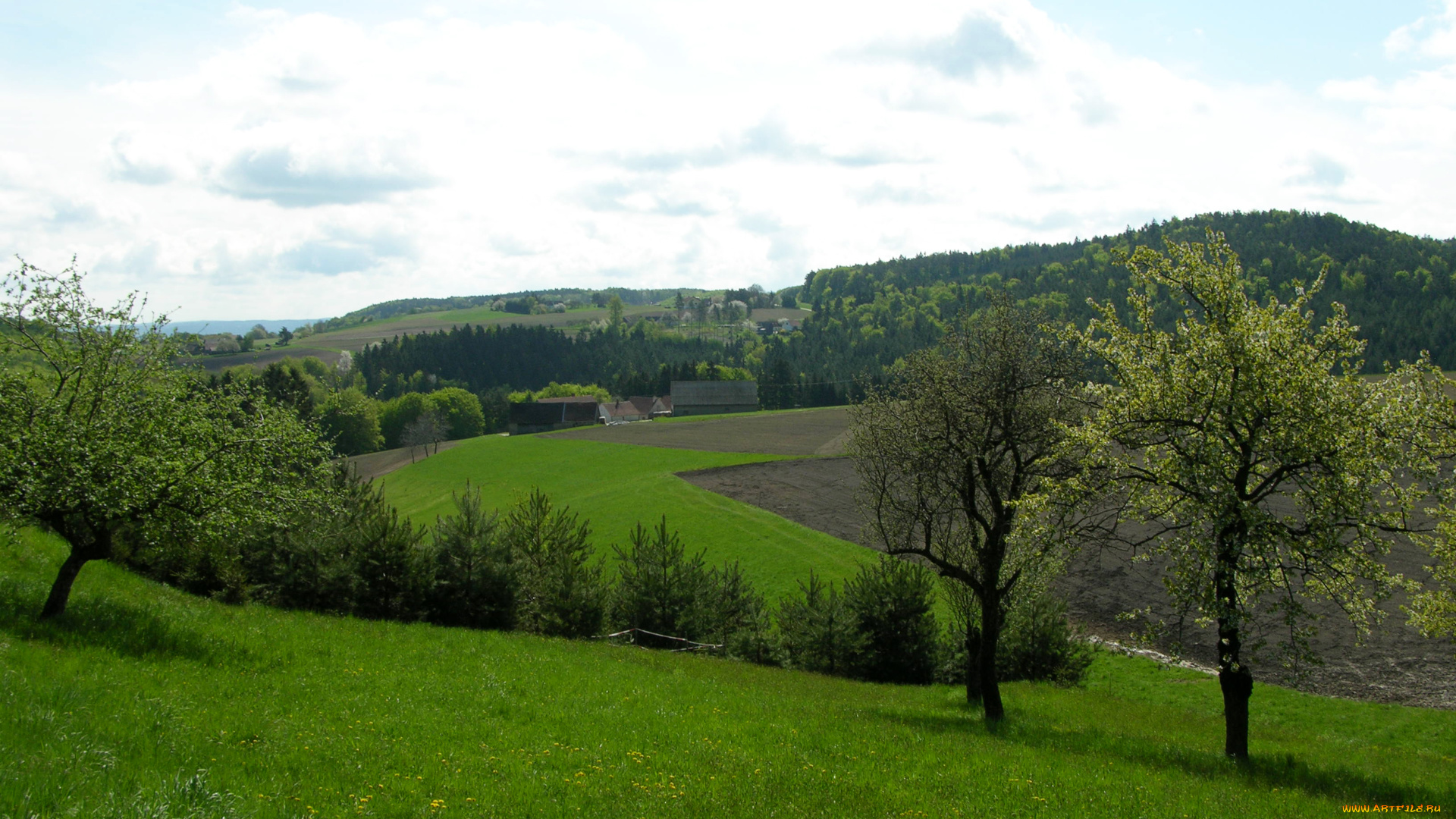 природа, поля, поле, зелень, весна