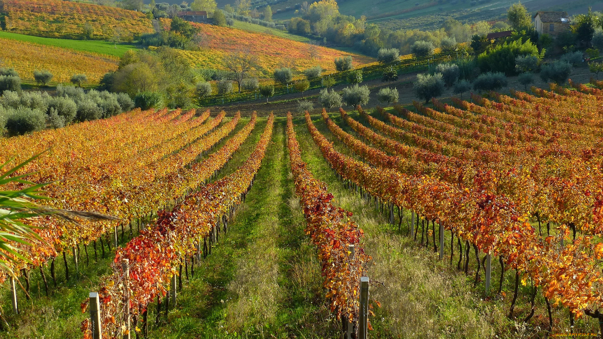 природа, поля, виноградники
