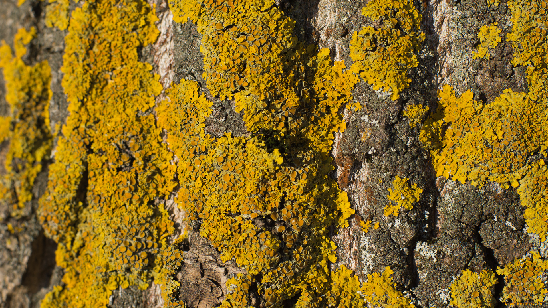 разное, текстуры, солнце, дерево, мох