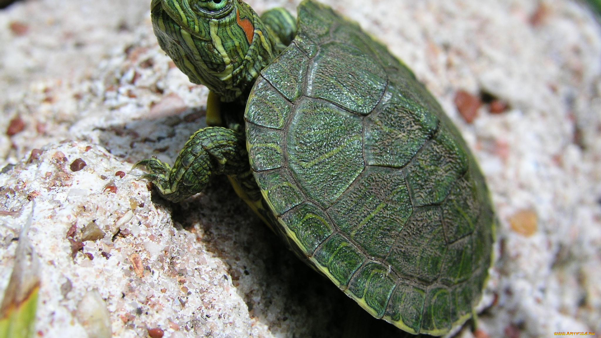 животные, Черепахи, черепаха, зеленая