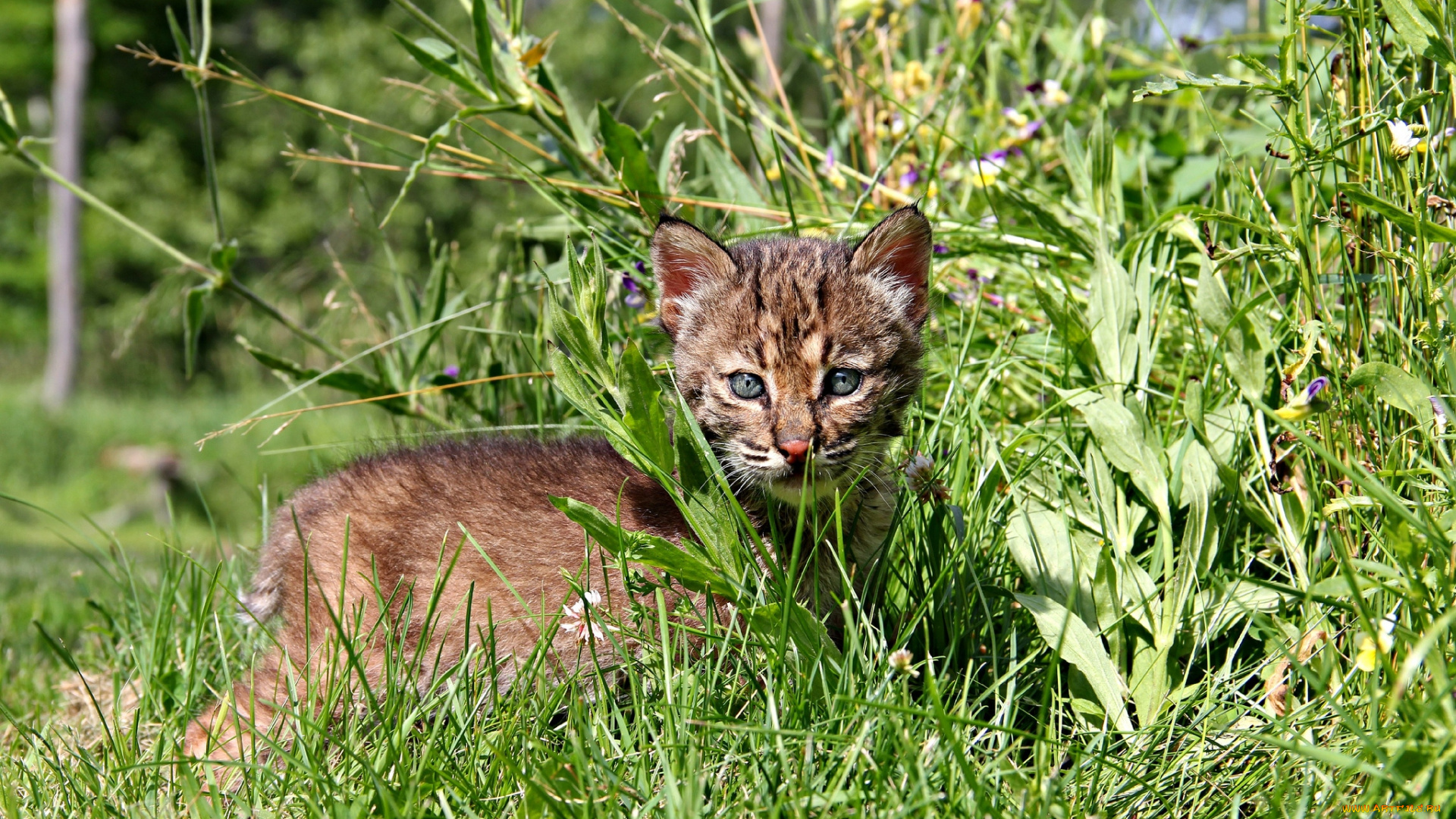 животные, дикие, кошки, котенок
