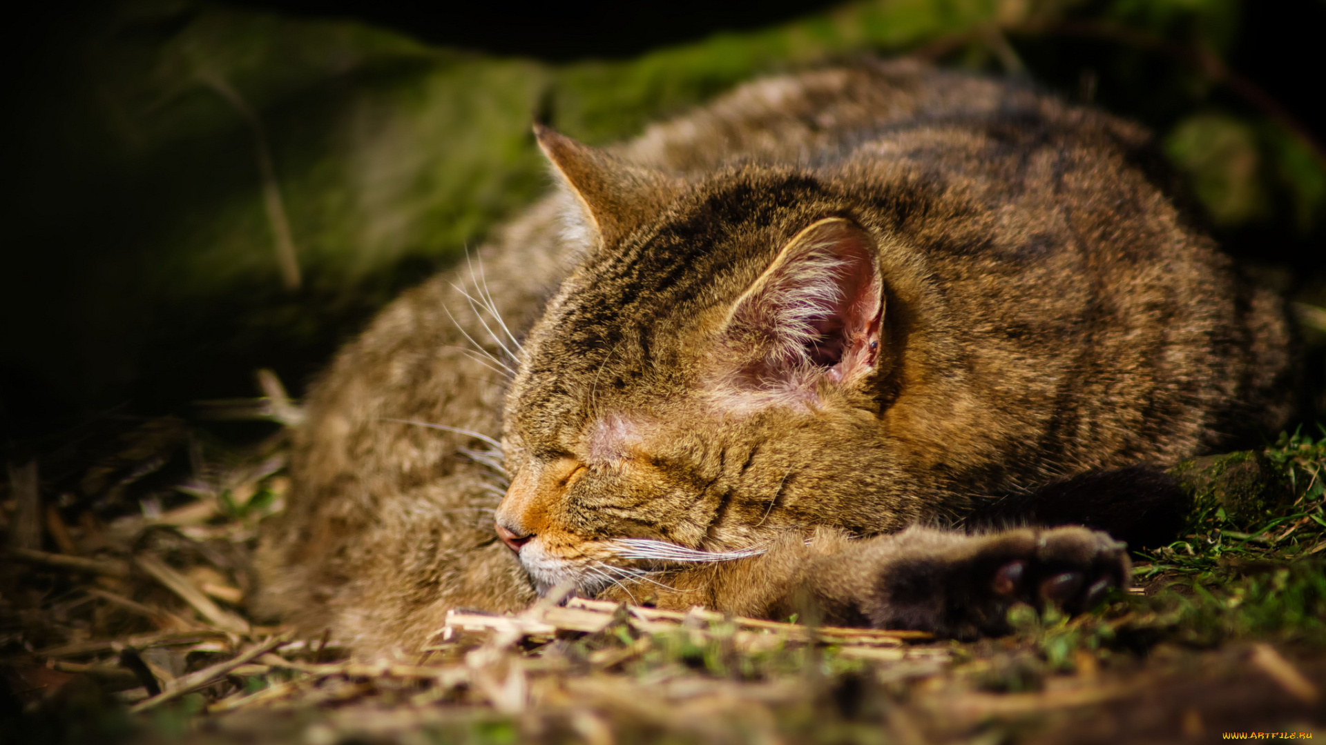 животные, дикие, кошки, сон, дикий