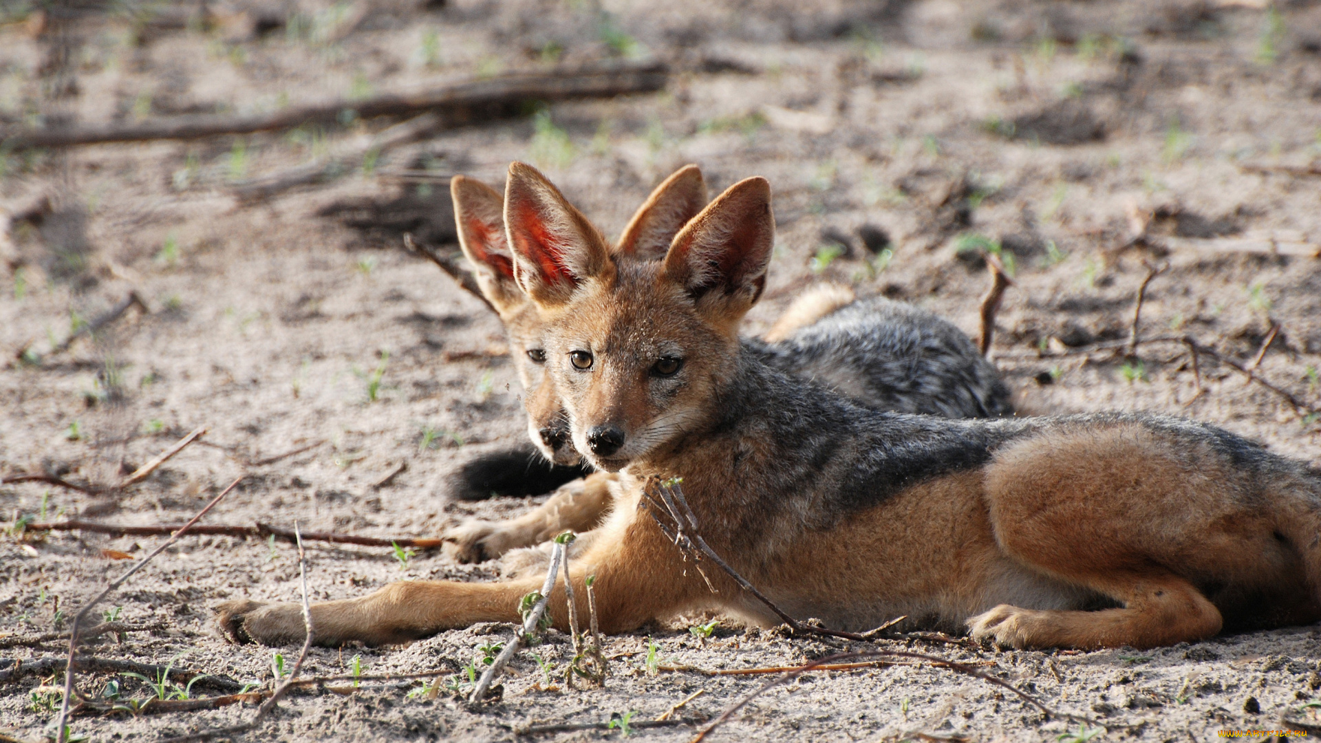 животные, другое, шакалы, природа