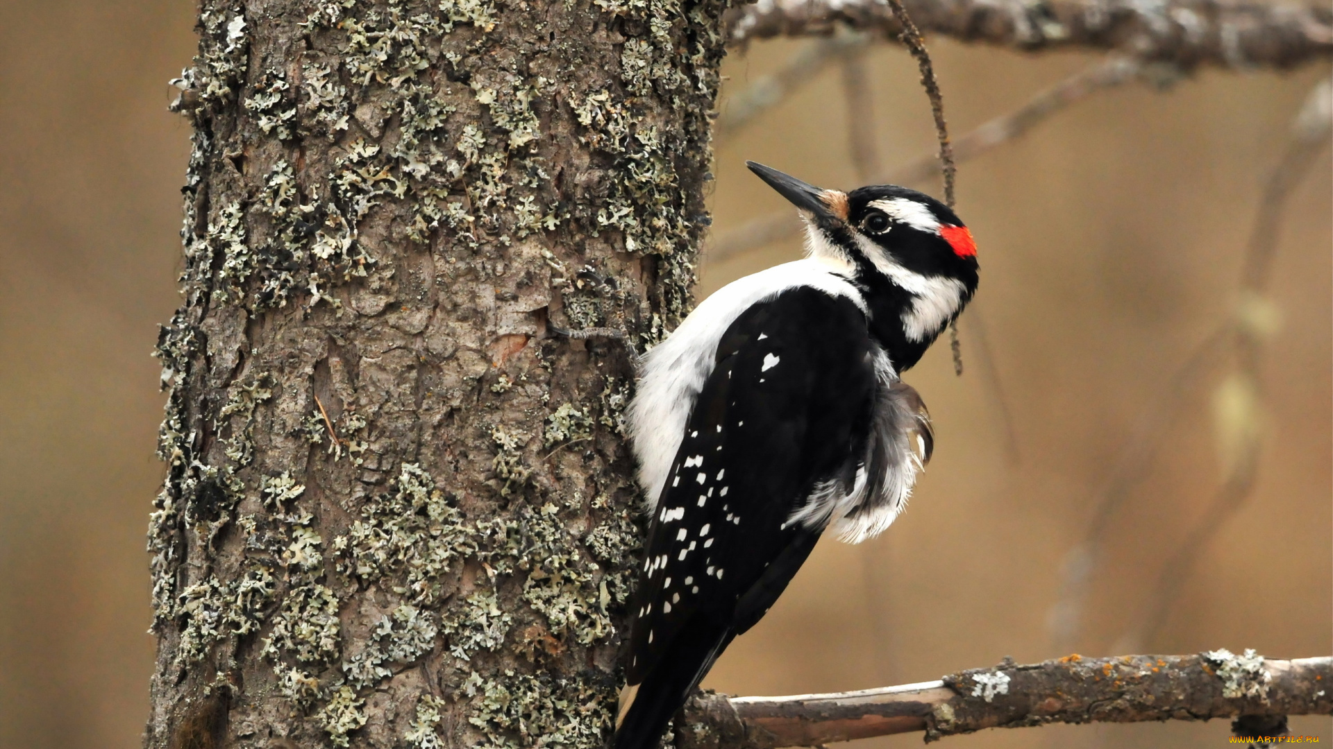 животные, дятлы, дерево, дятел