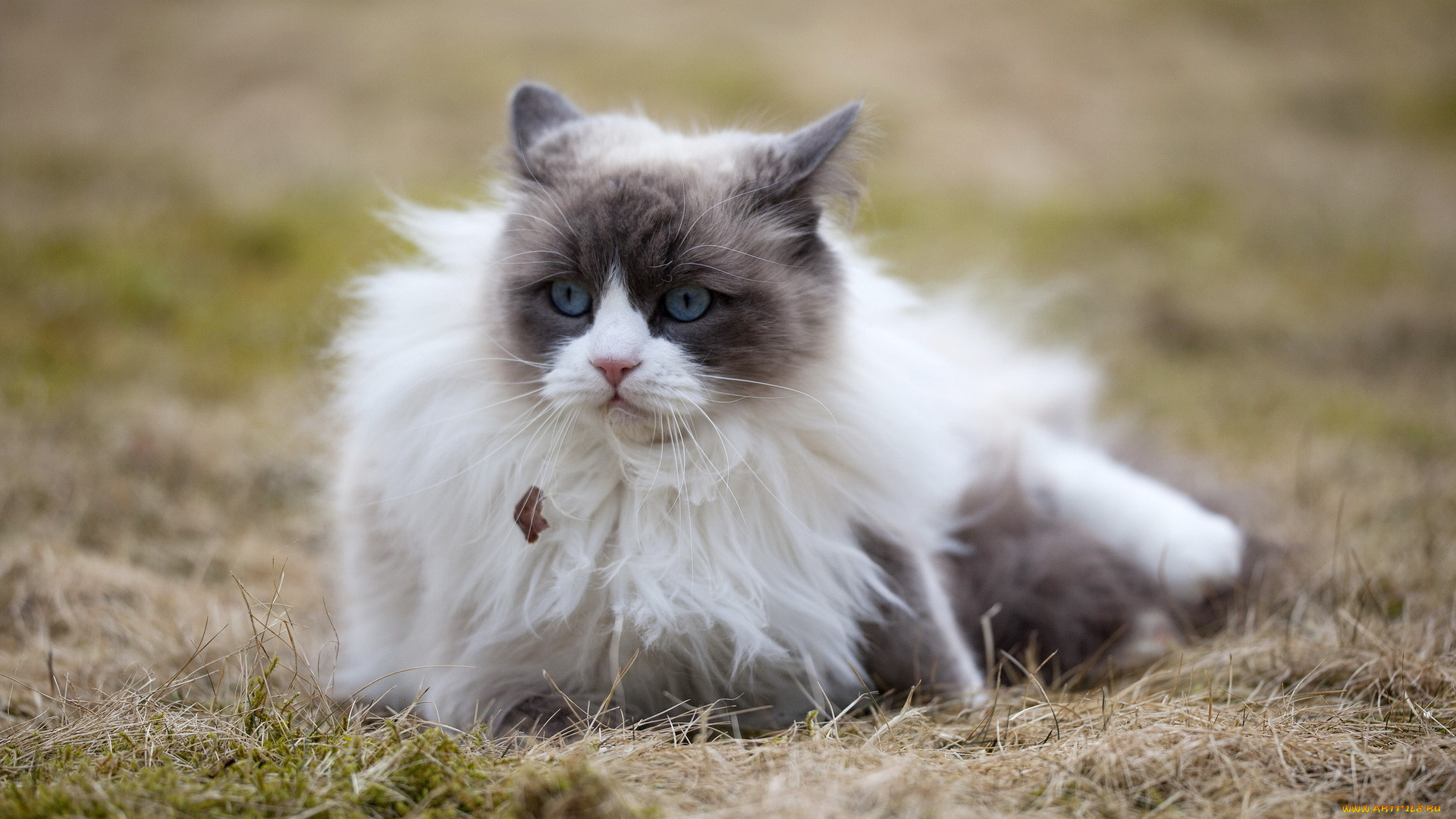 животные, коты, взгляд, кошка, природа