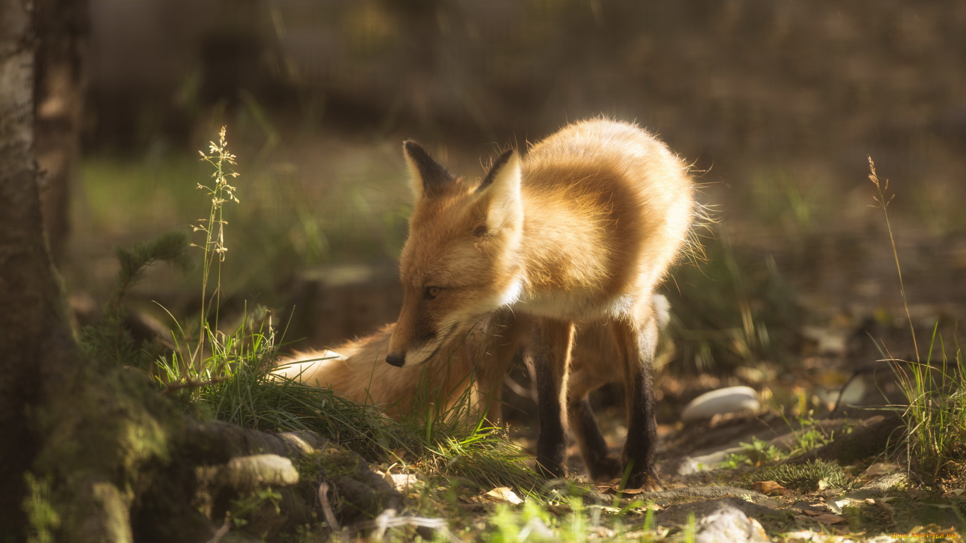 животные, лисы, лиса, лето, лес