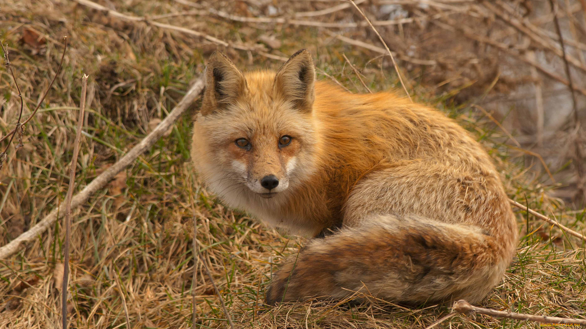 животные, лисы, рыжая