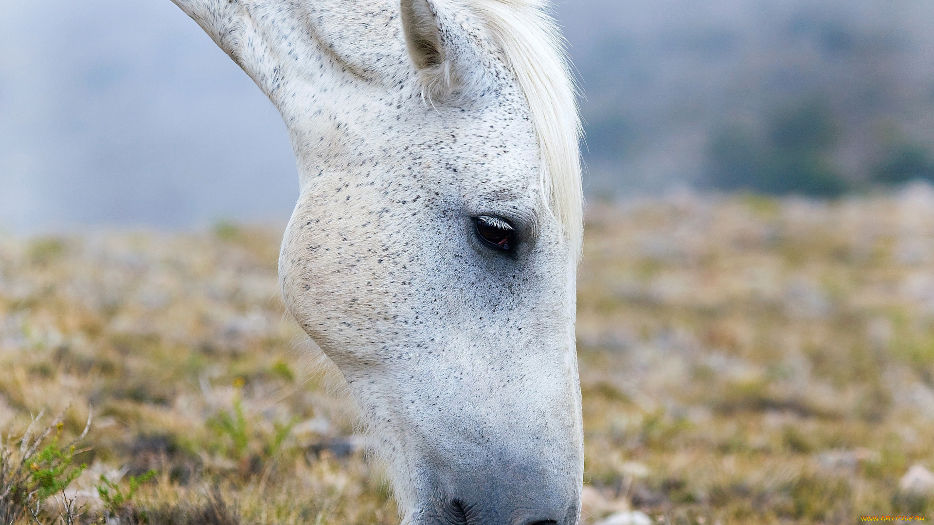 животные, лошади, лошадь, белая, пастбище