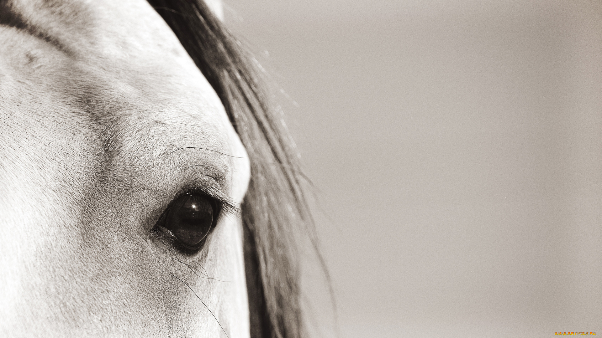 животные, лошади, лошадь, морда, макро