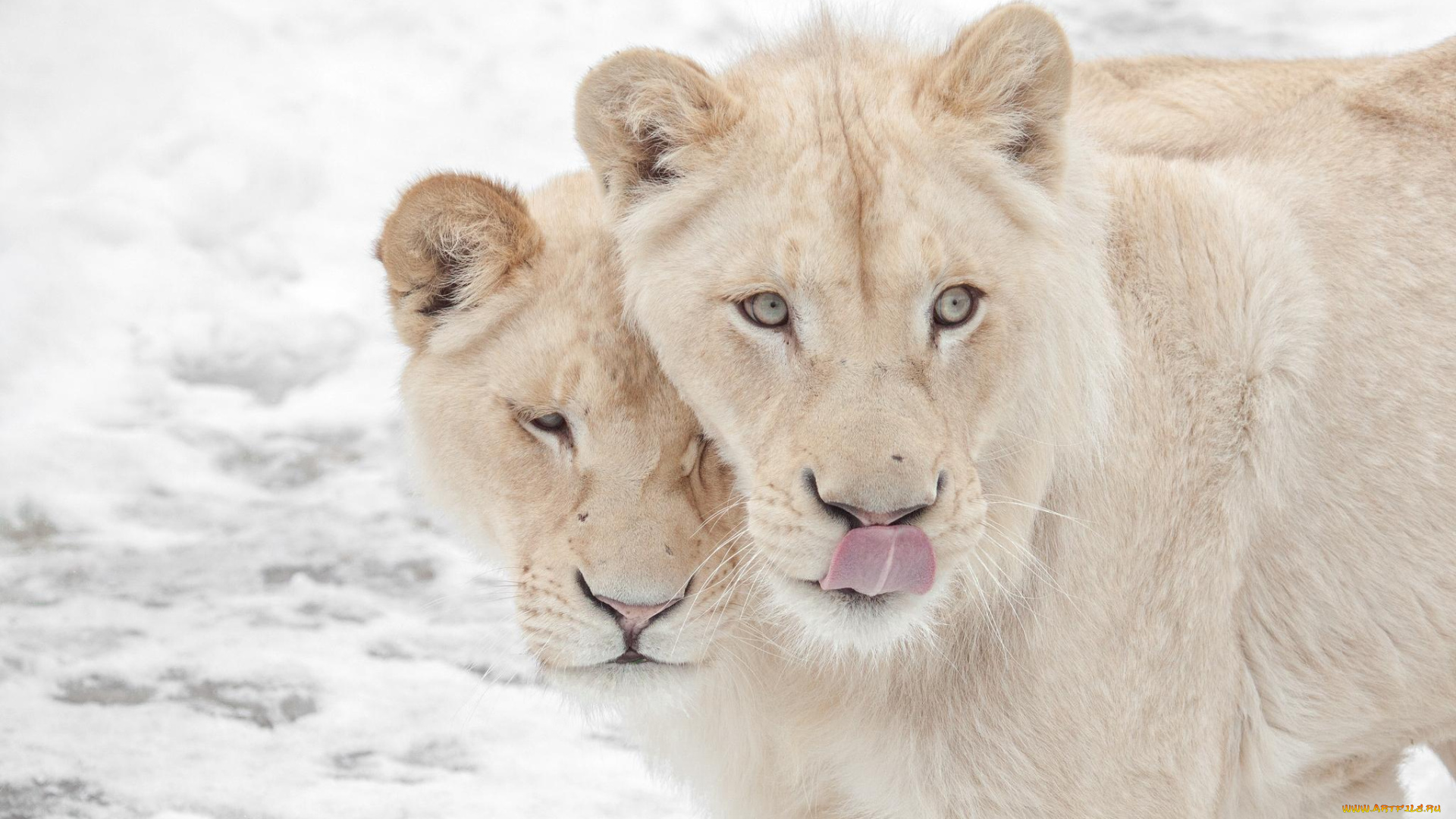 животные, львы, львицы
