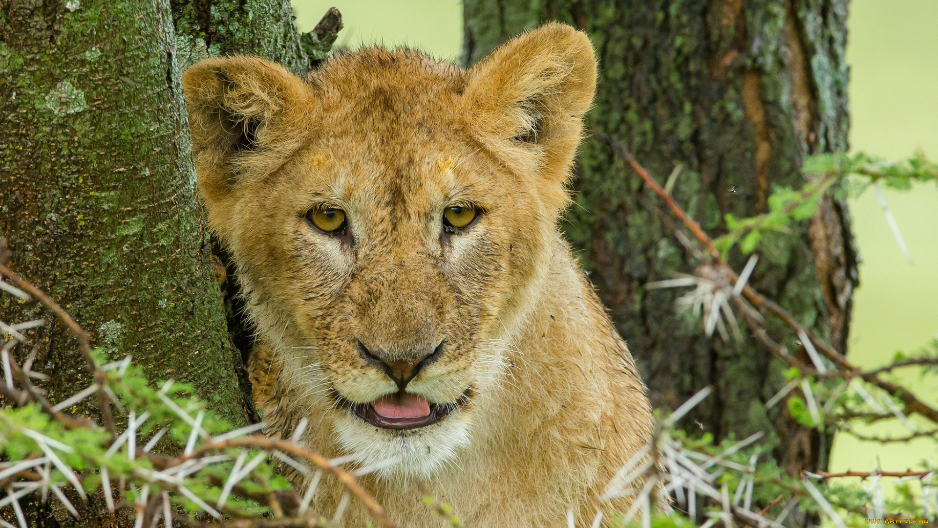 животные, львы, львёнок