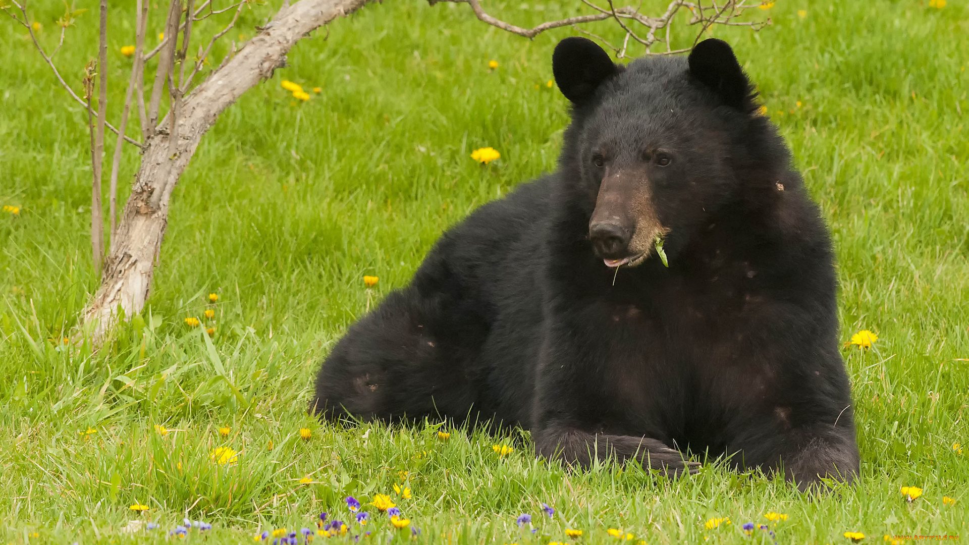 животные, медведи, деревце, цветы, лужайка, одуванчики