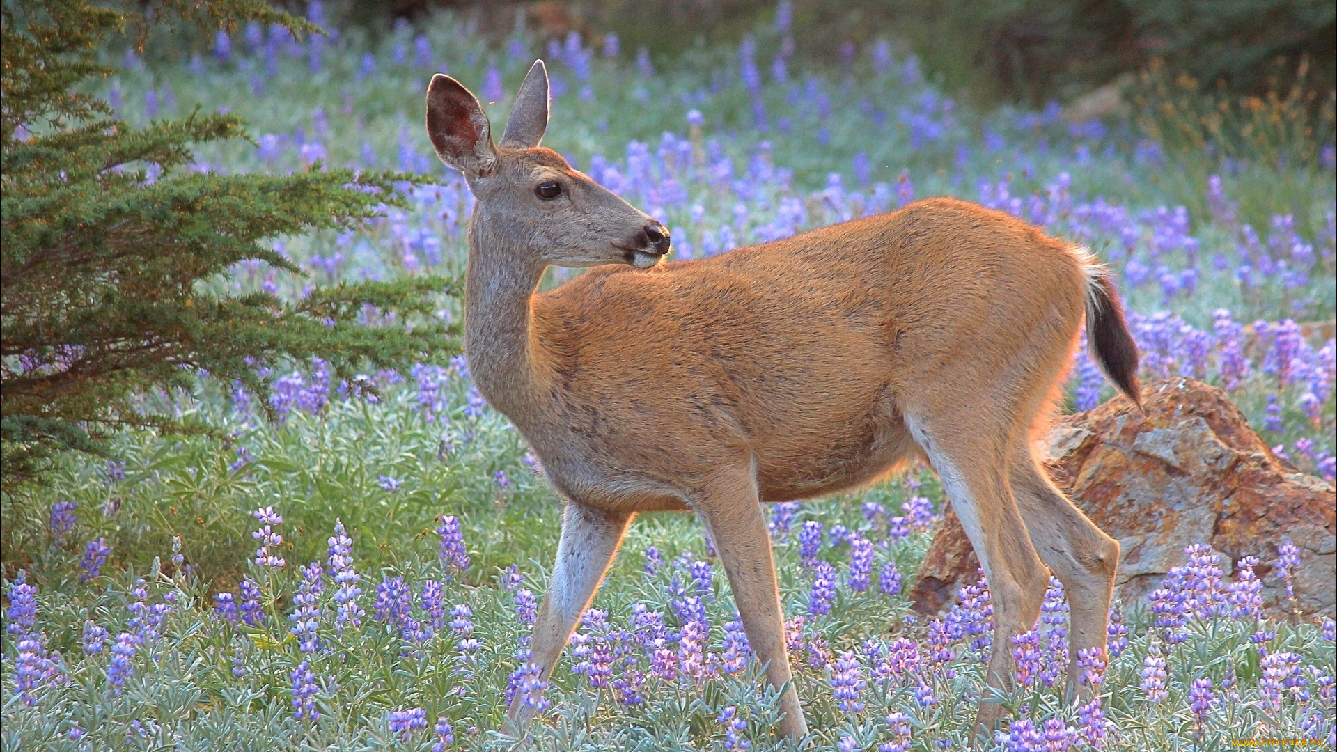 животные, олени, косуля, природа