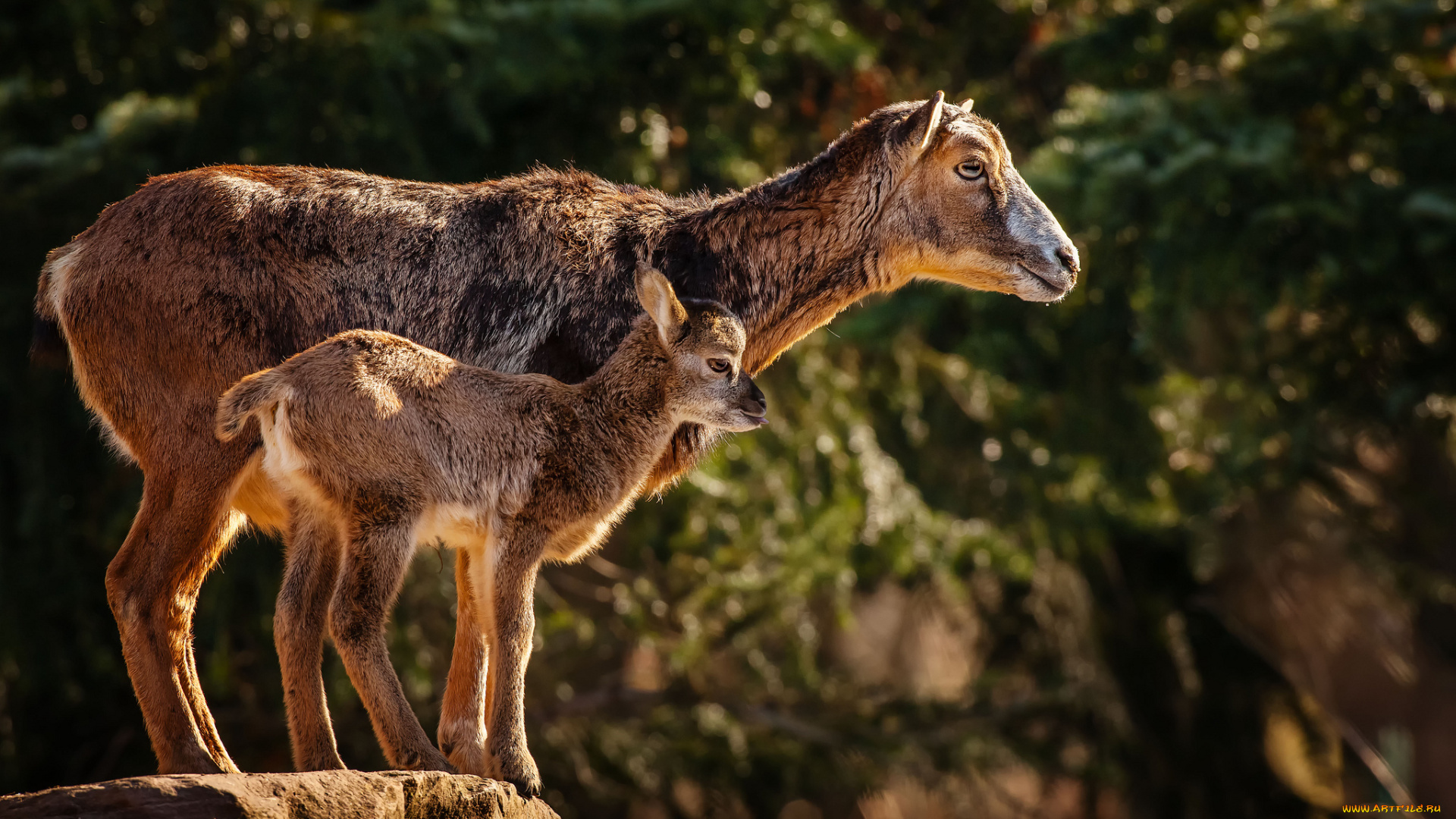 животные, овцы, бараны, муфлон, малыш, мама