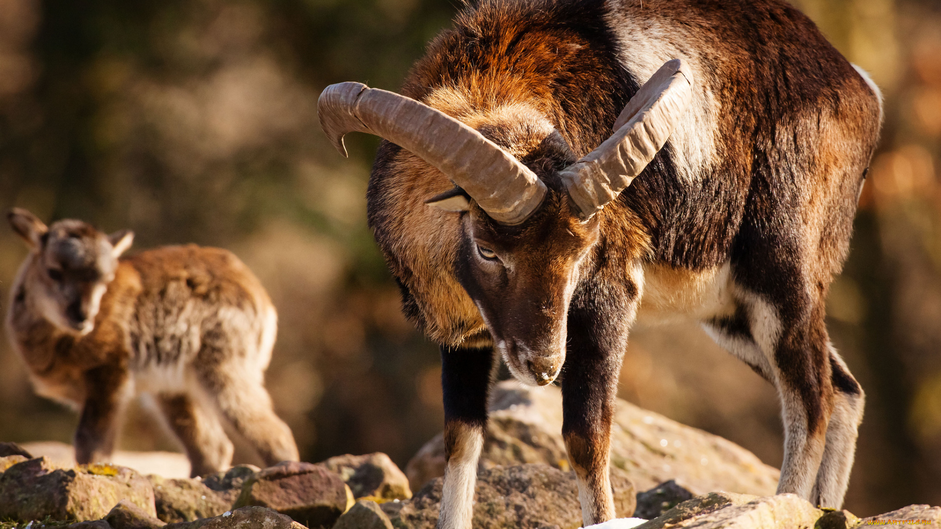 животные, овцы, бараны, рога, муфлон, малыш