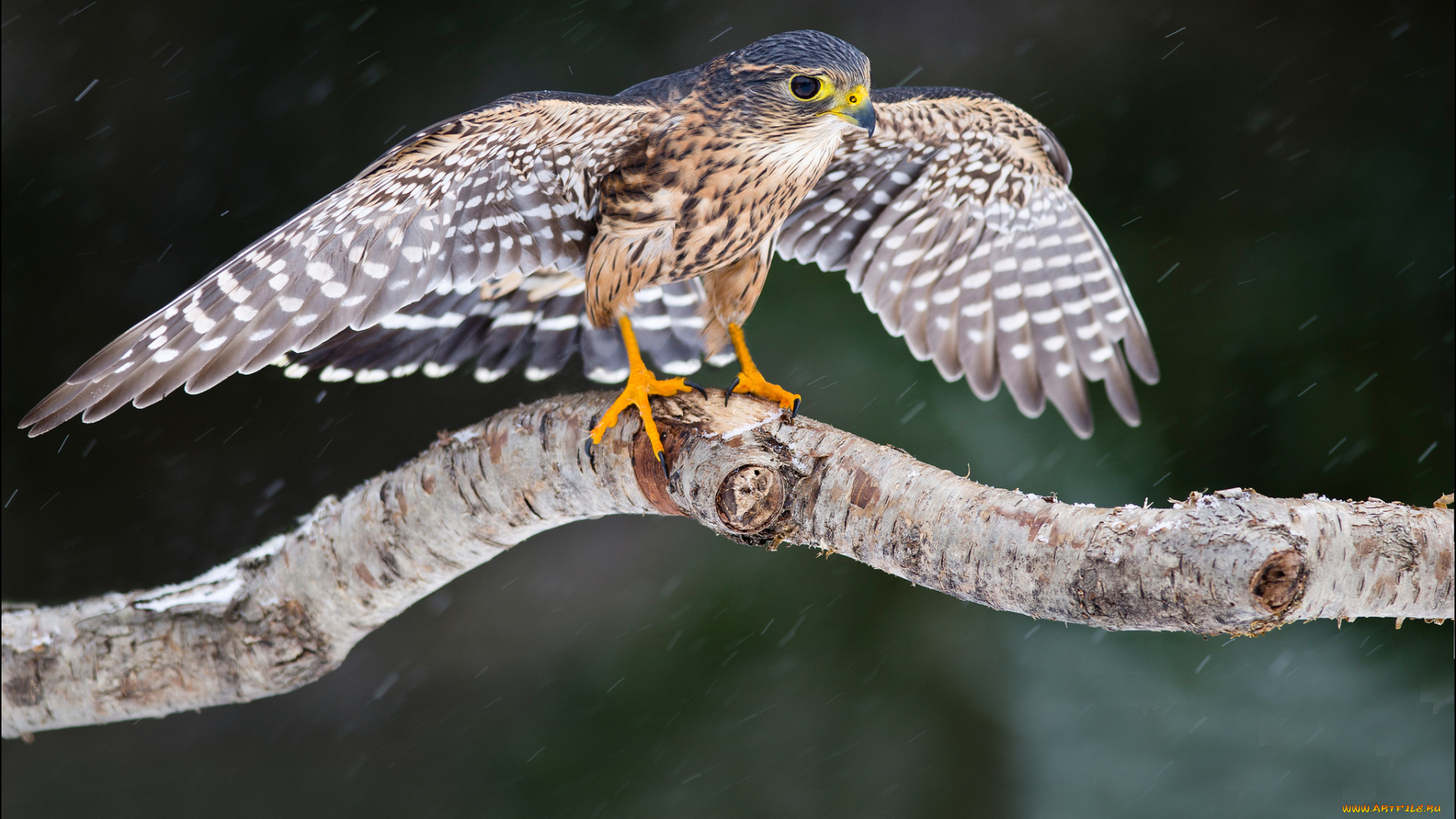 животные, птицы, хищники, дерево, взгляд, крылья, птица, сокол