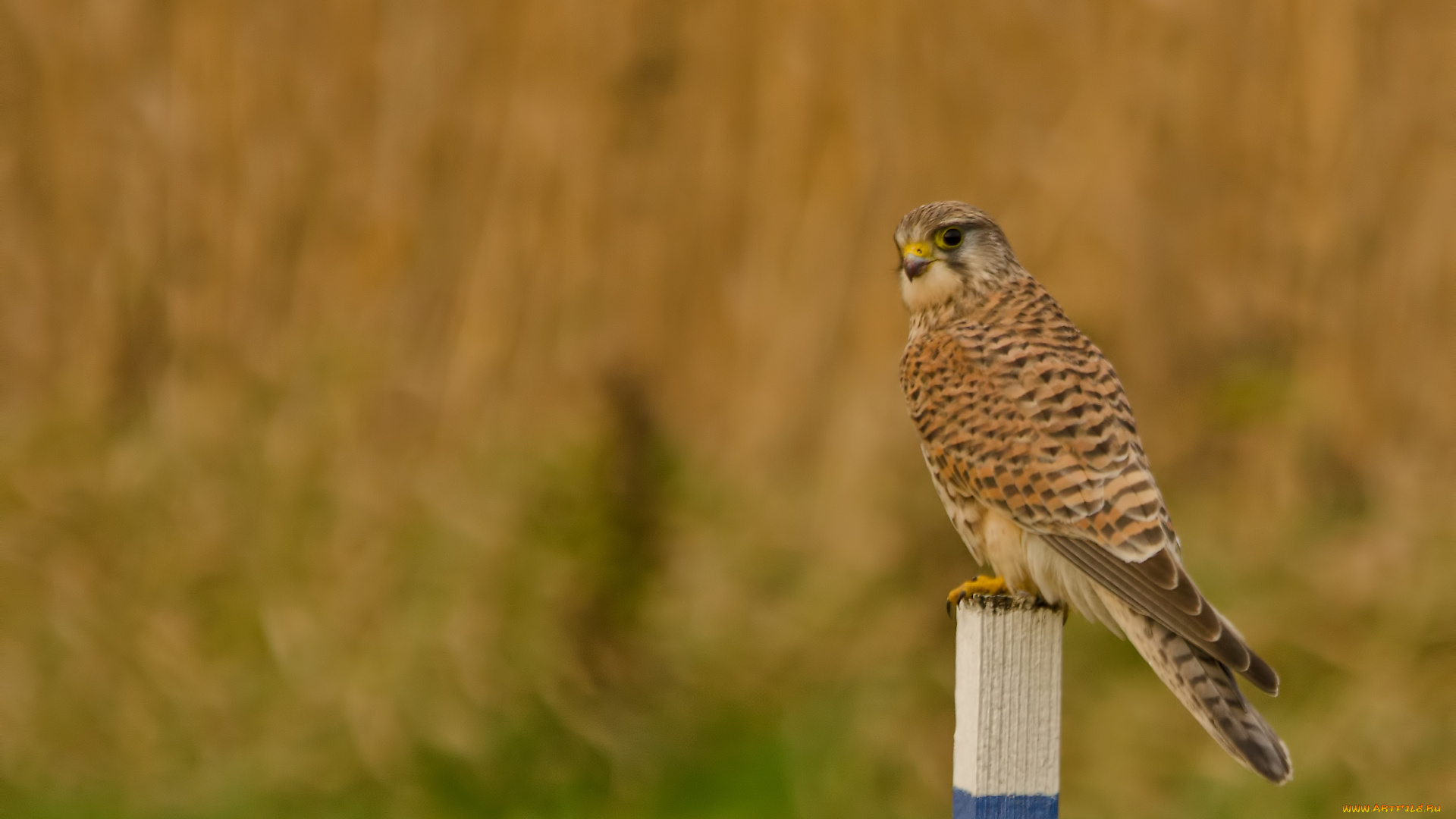 животные, птицы, хищники, взгляд, поле, столбик, птица, пустельга