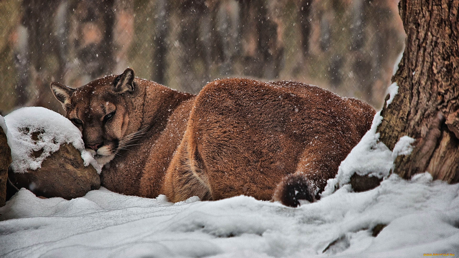 животные, пумы, hdr, кугуар